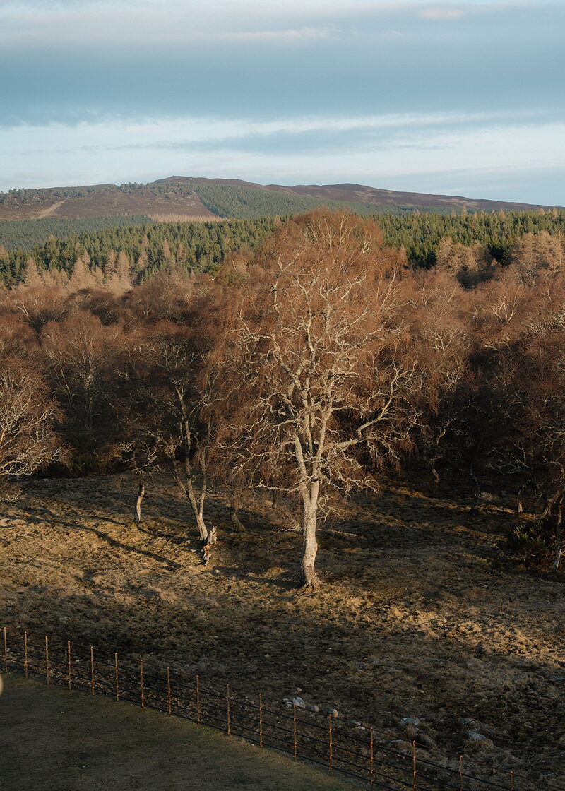 A lone birch in low sun below a heather hill, a fence running along the field.