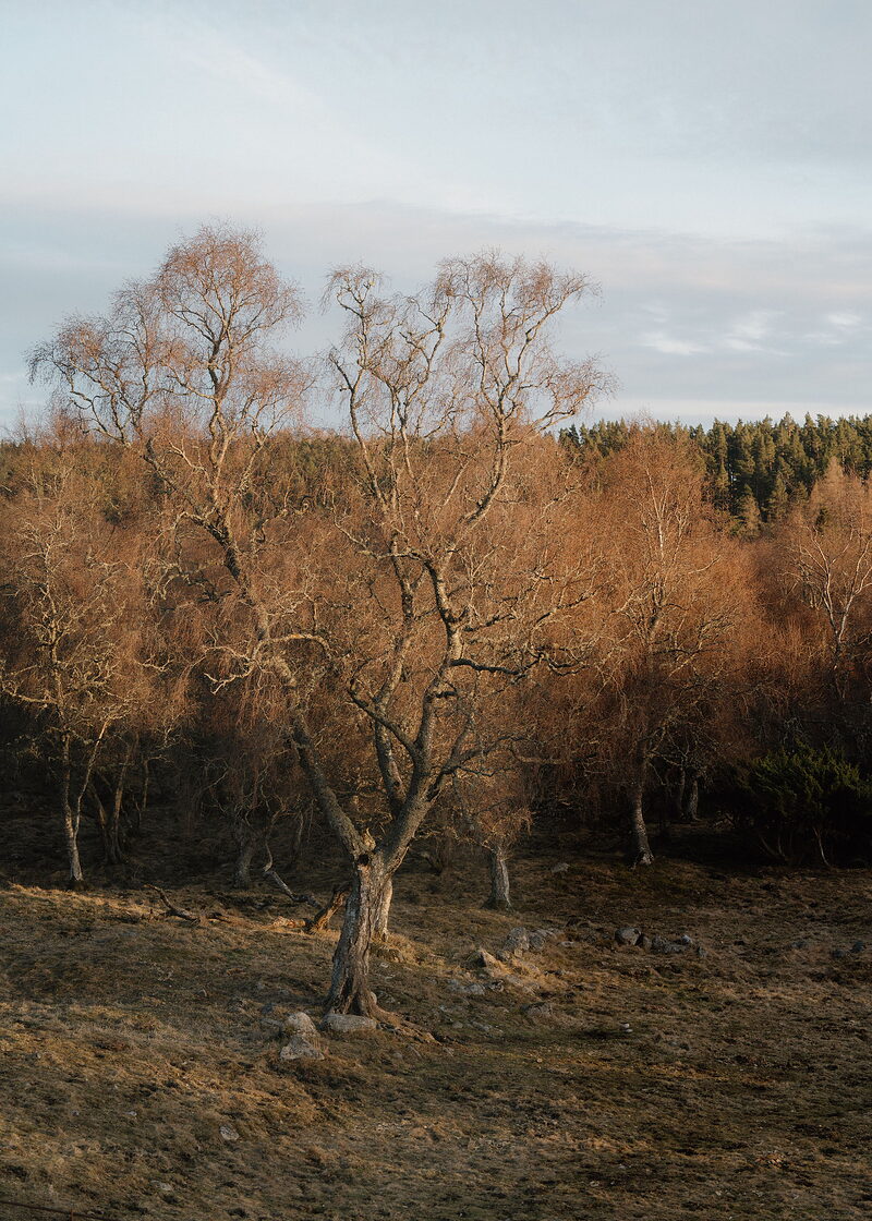 A spreading silver birch in the evening sun, the woods behind.
