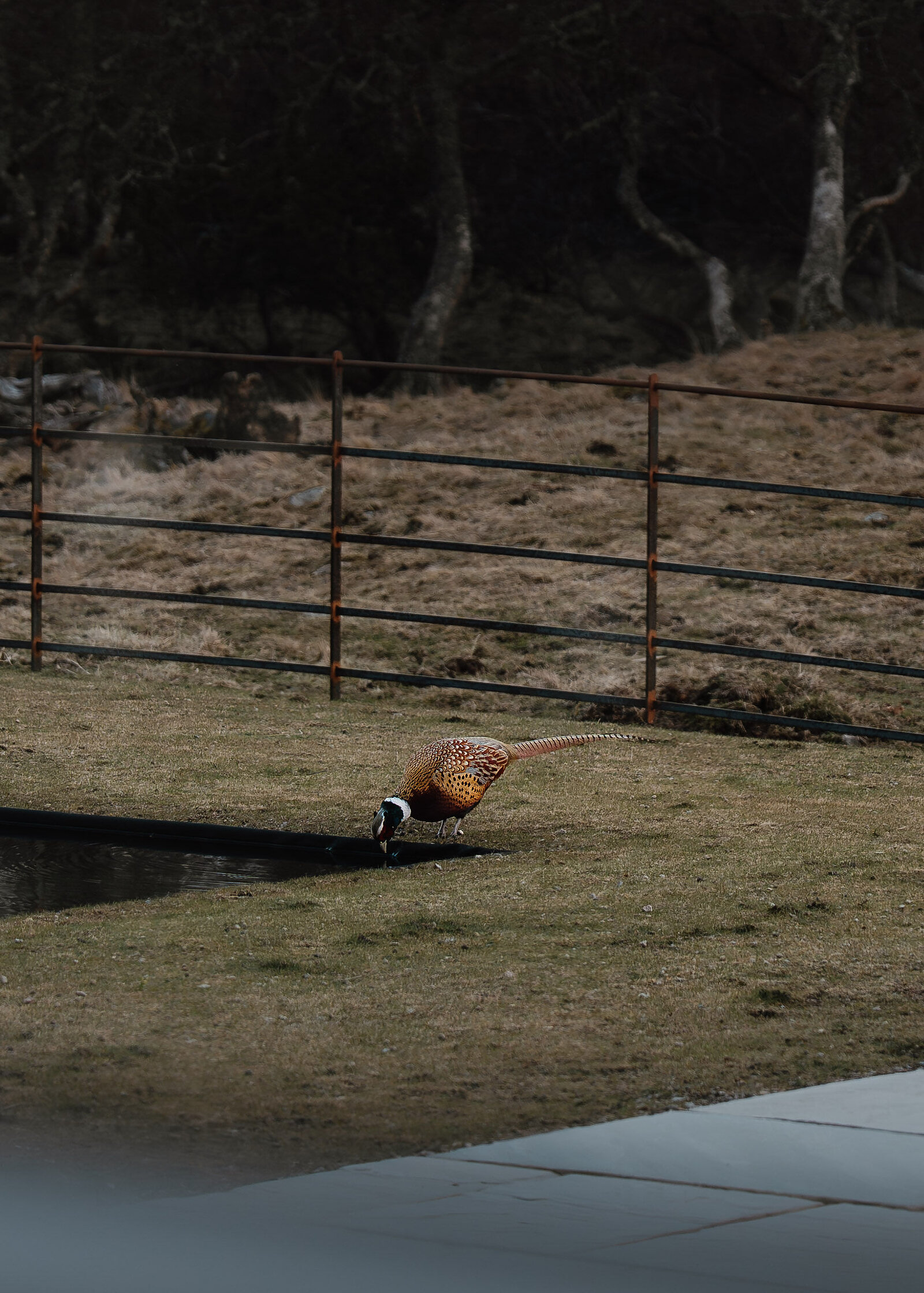 A cock pheasant drinks at the corner of the reflecting pond, the fence and birch wood behind.
