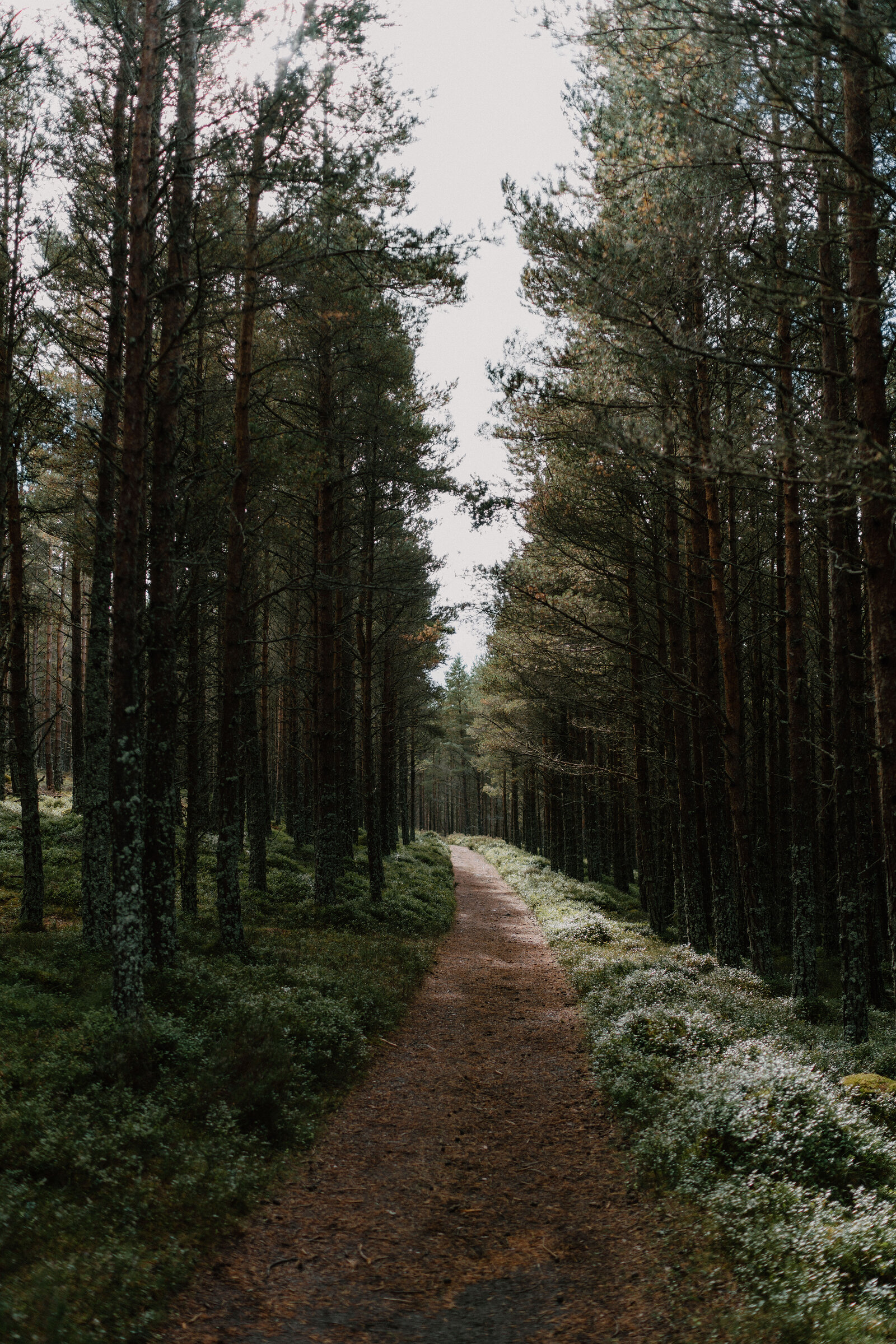 An earth path running straight between tall pines, heather in flower along its edge.