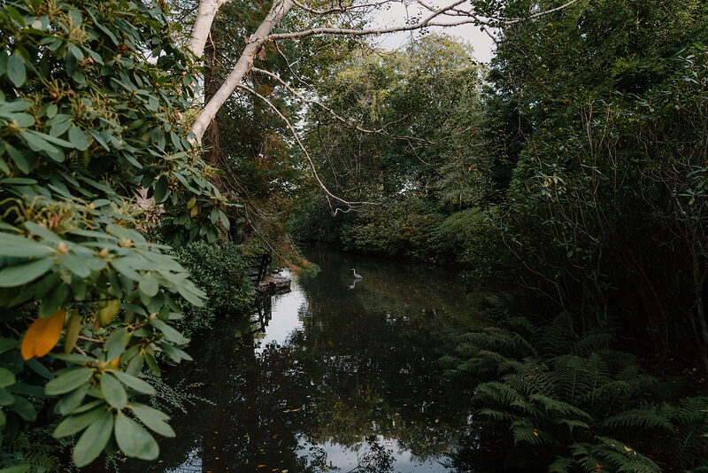 A still pond mirrors overhanging trees in a lush, shaded garden.