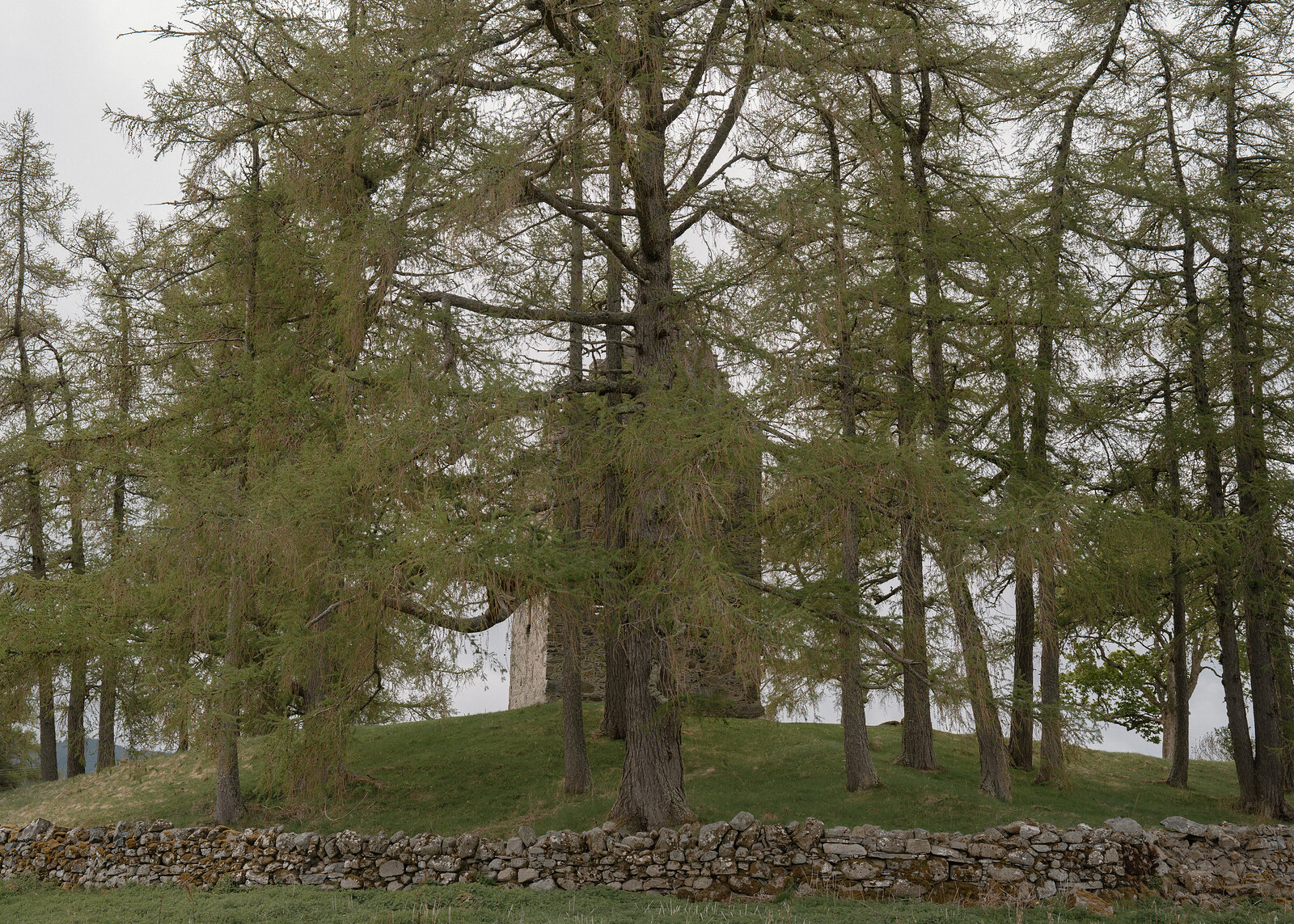 A stand of larches on a grassy mound with a dry-stone wall in front