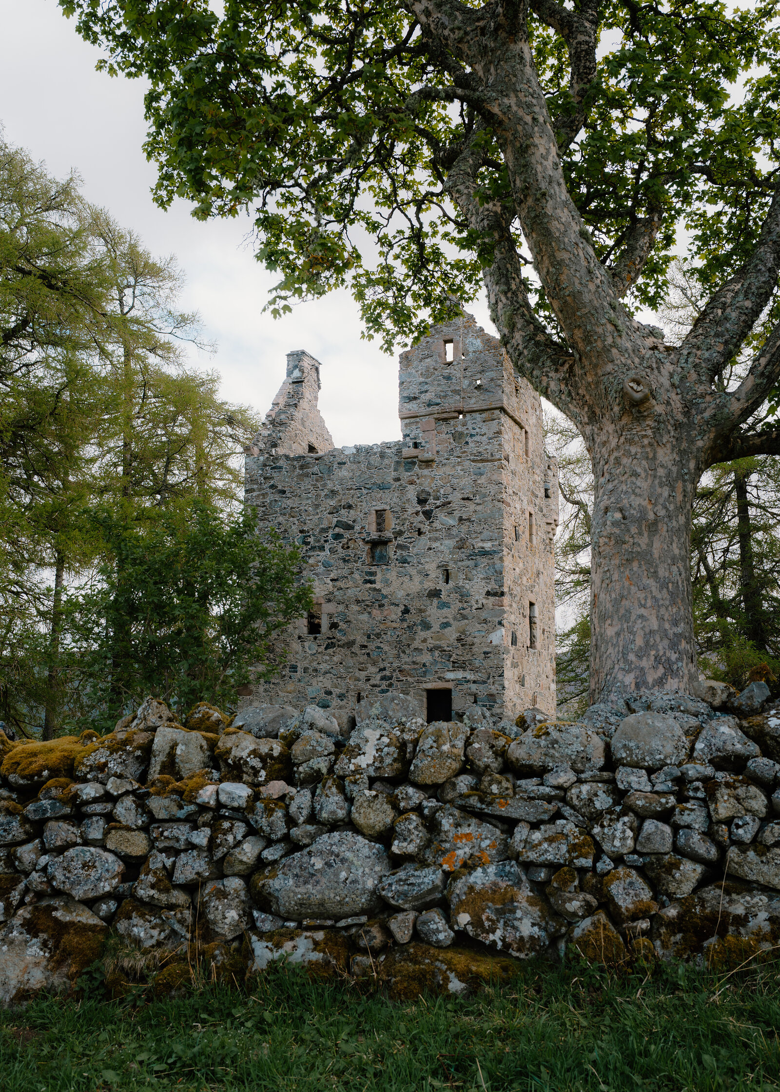 The ruined tower of Knock Castle beside a broad oak, framed by a dry-stone wall
