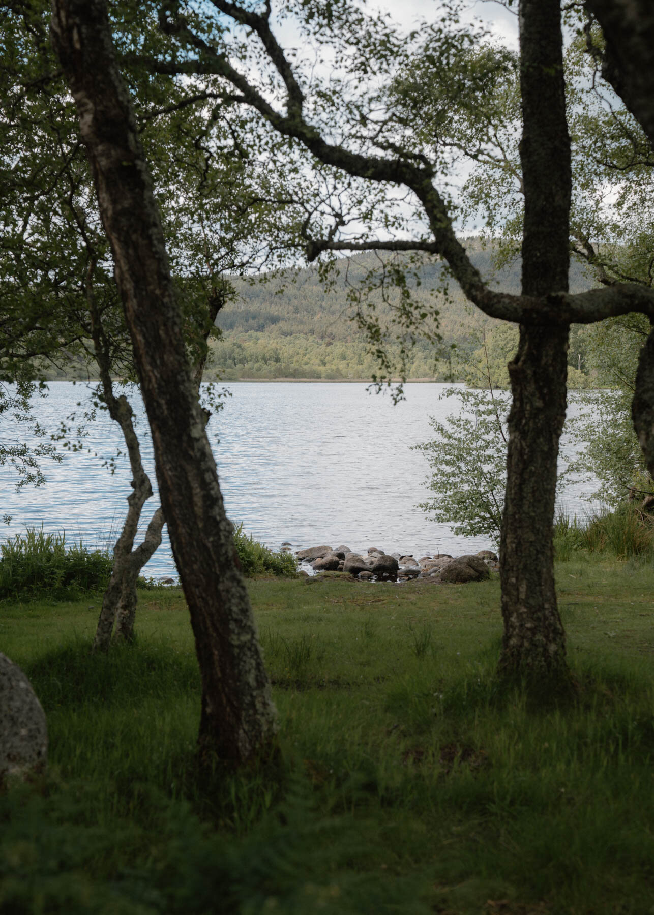 Birch trees framing a calm loch, rocks scattered along the grassy shore