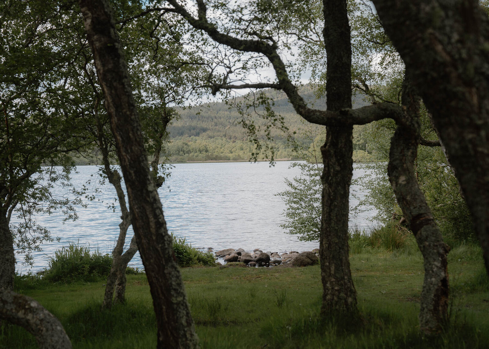 Birch trees framing a calm loch, hills rising beyond the water