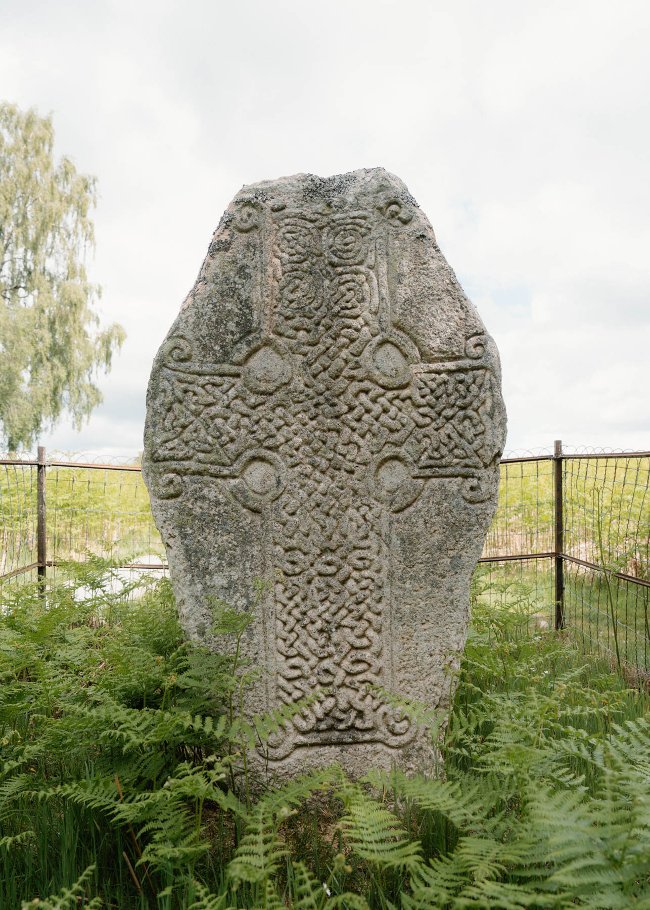 A carved stone cross slab with interlacing knotwork, birch trees and a metal fence behind