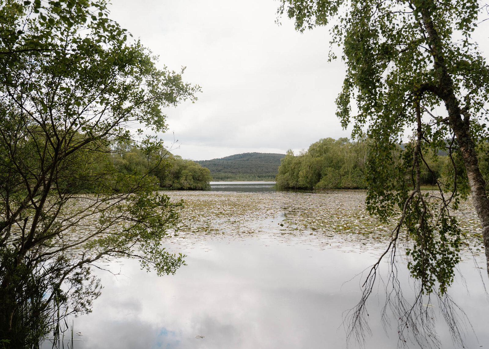 Water lilies scattered across a calm loch, framed by overhanging birch branches