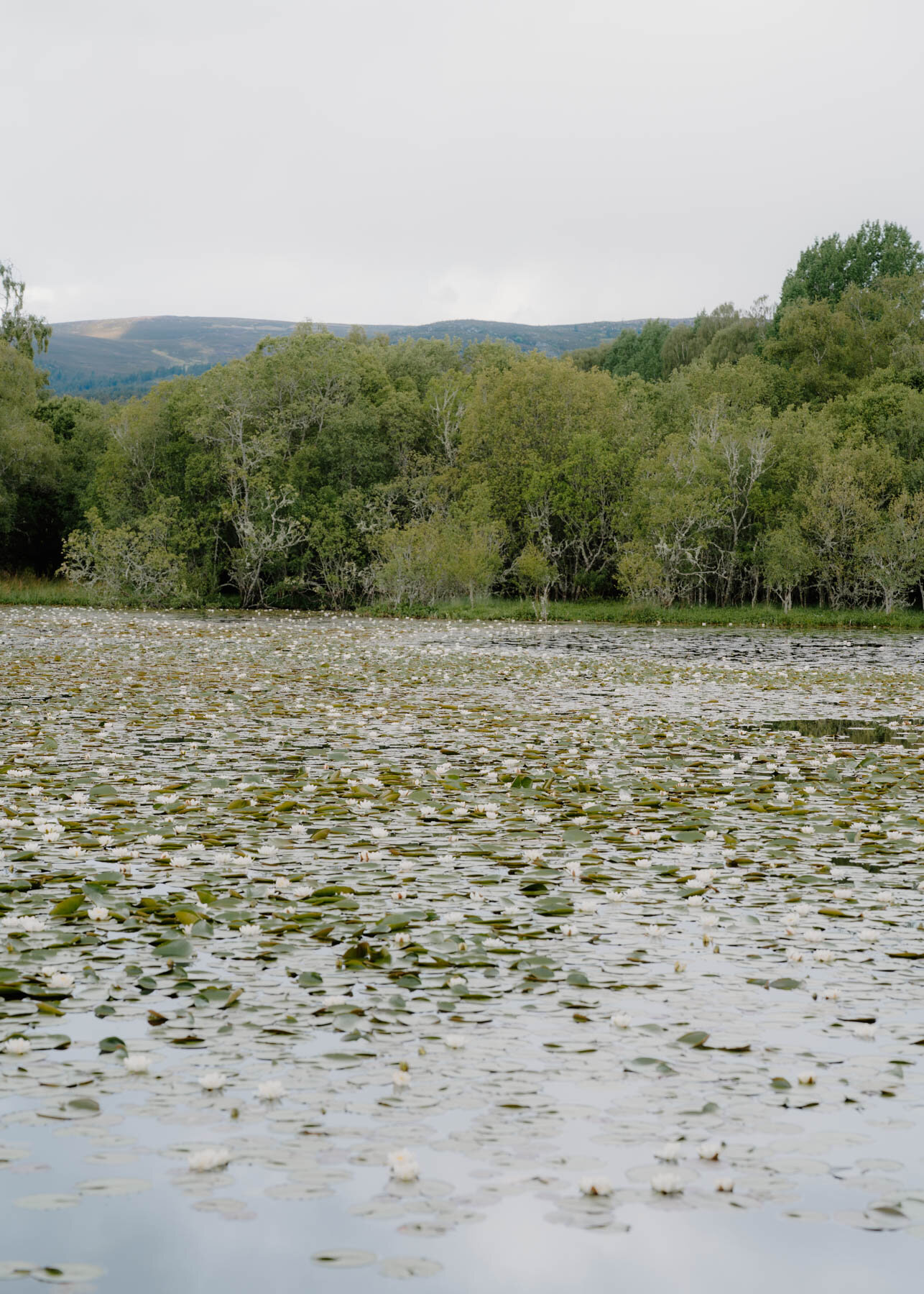 Water lilies scattered across a calm loch, backed by dense woodland and hills