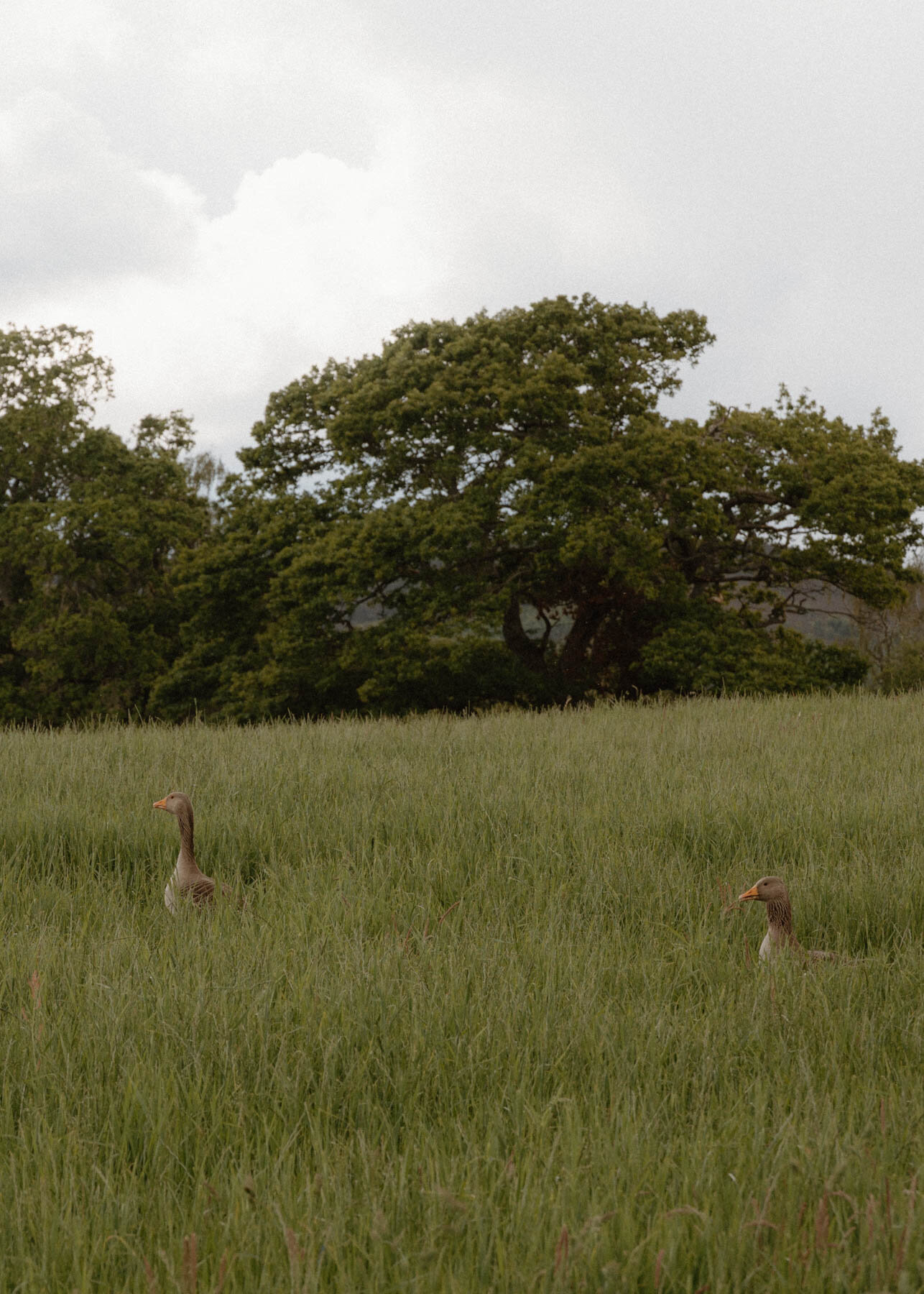 Two geese standing in long grass, an oak tree spreading behind them