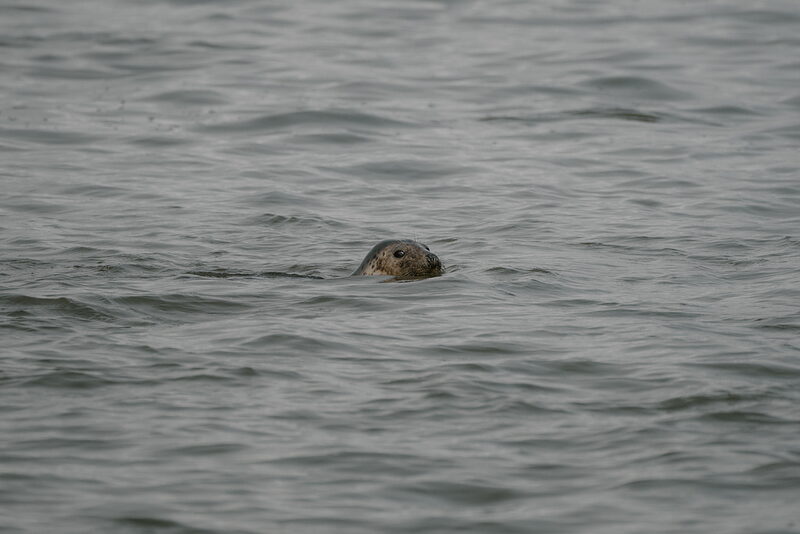 Newburgh's seals and lunch at Trellis