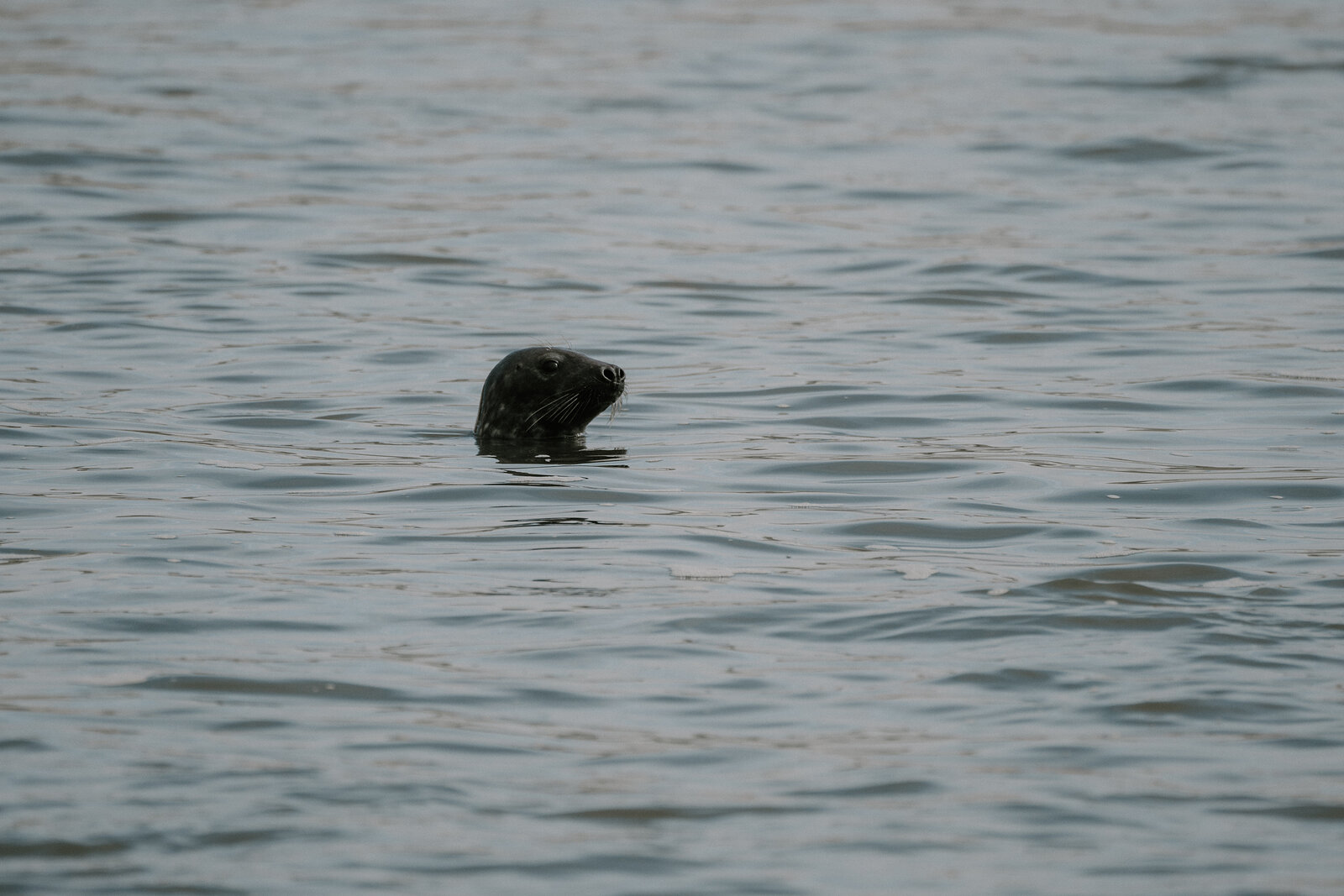 A seal's head breaking the surface of calm water