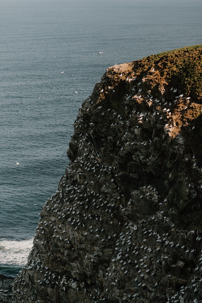 Troup Head's gannets
