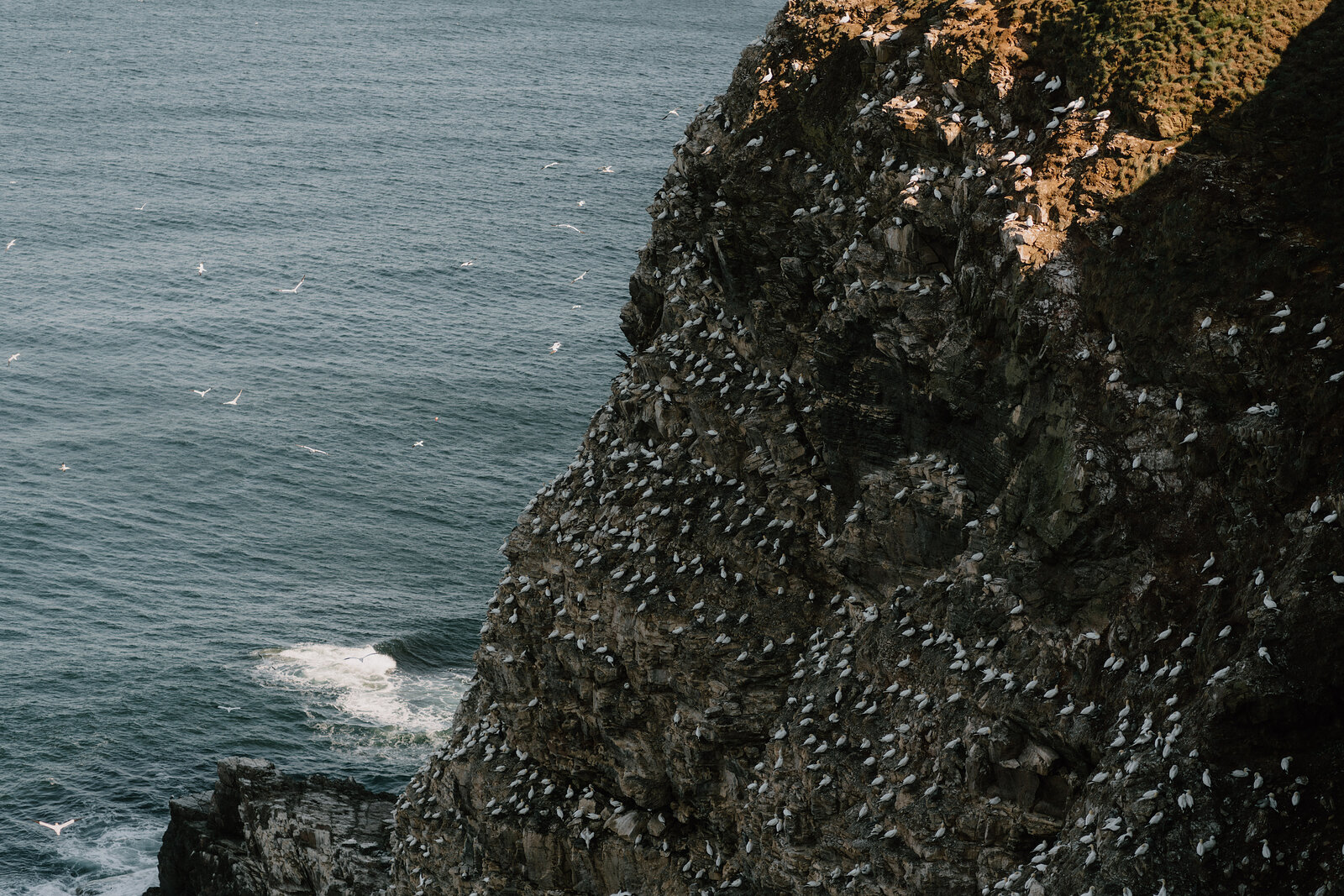 A rocky cliff face in Aberdeenshire crowded with nesting seabirds above the sea.