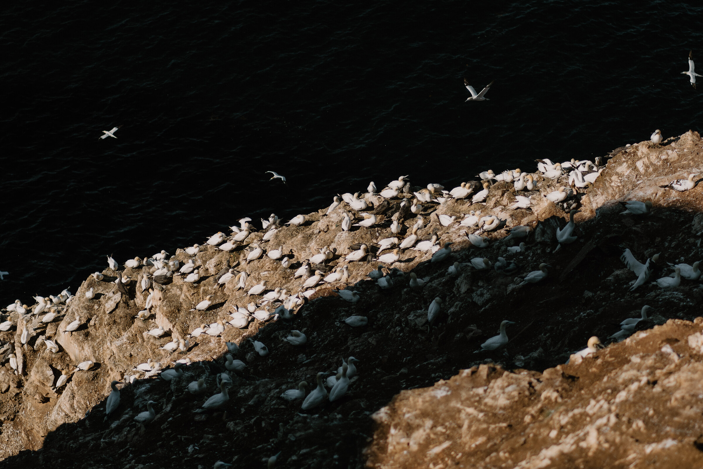 A walk to the gannet cliffs of Troup Head