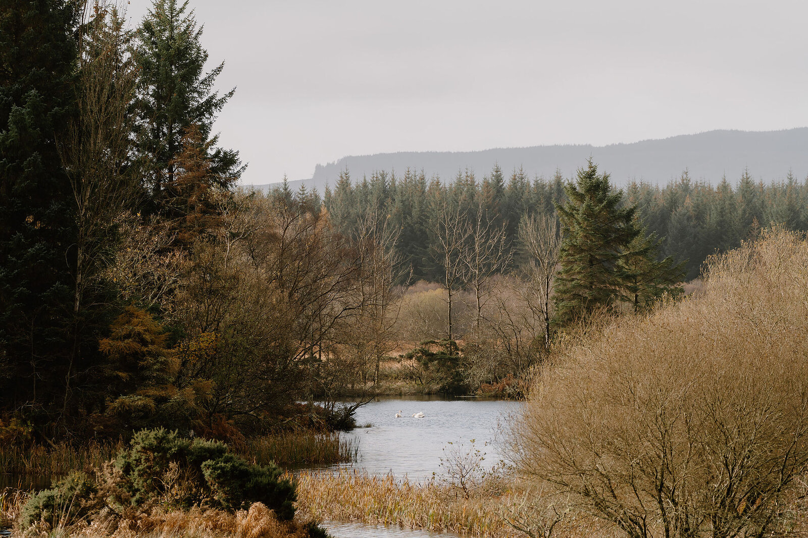 A calm river bordered by conifers and birch trees, hills rising in the distance
