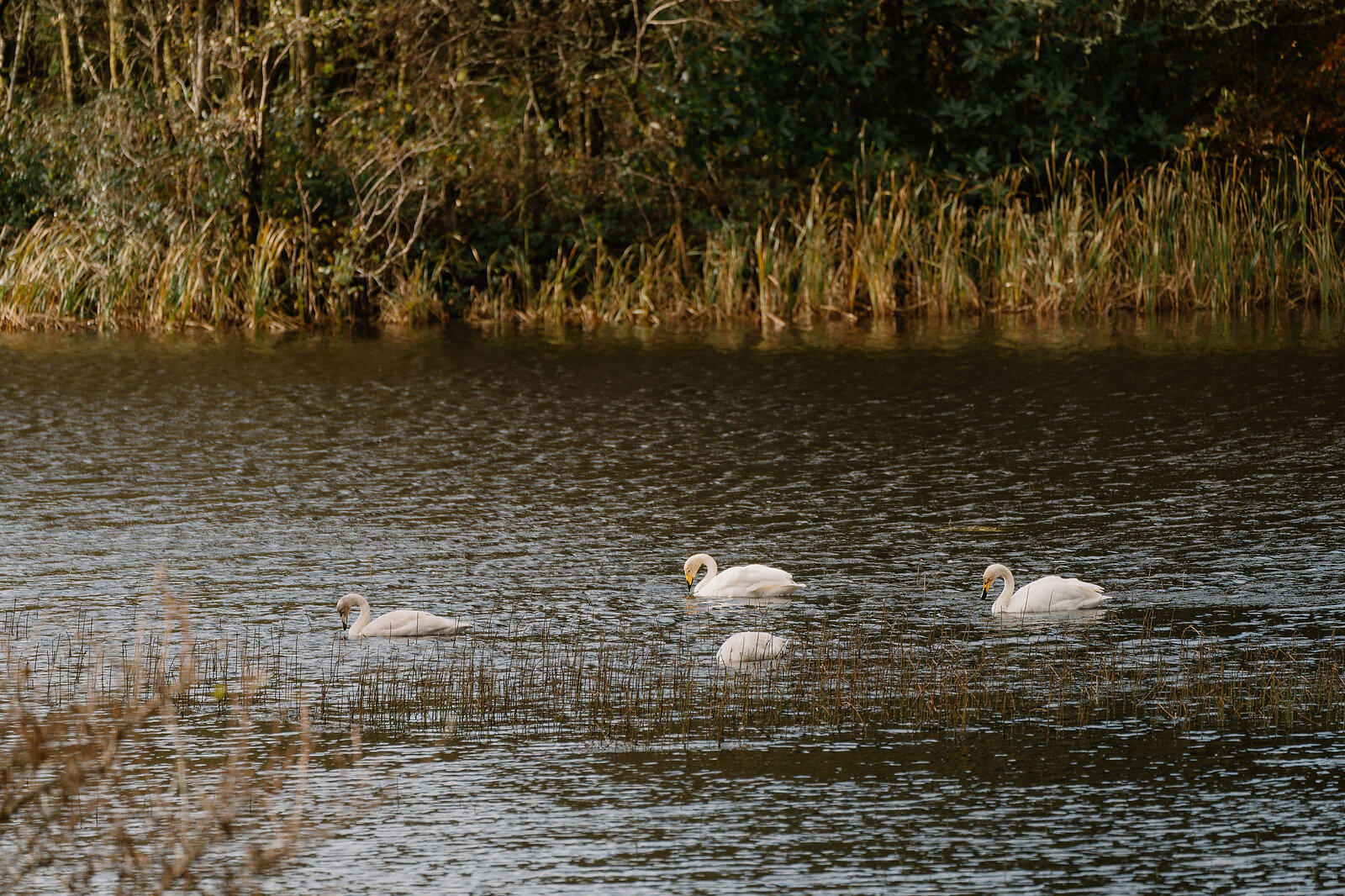 Swans swimming across a calm loch bordered by reeds and autumn trees