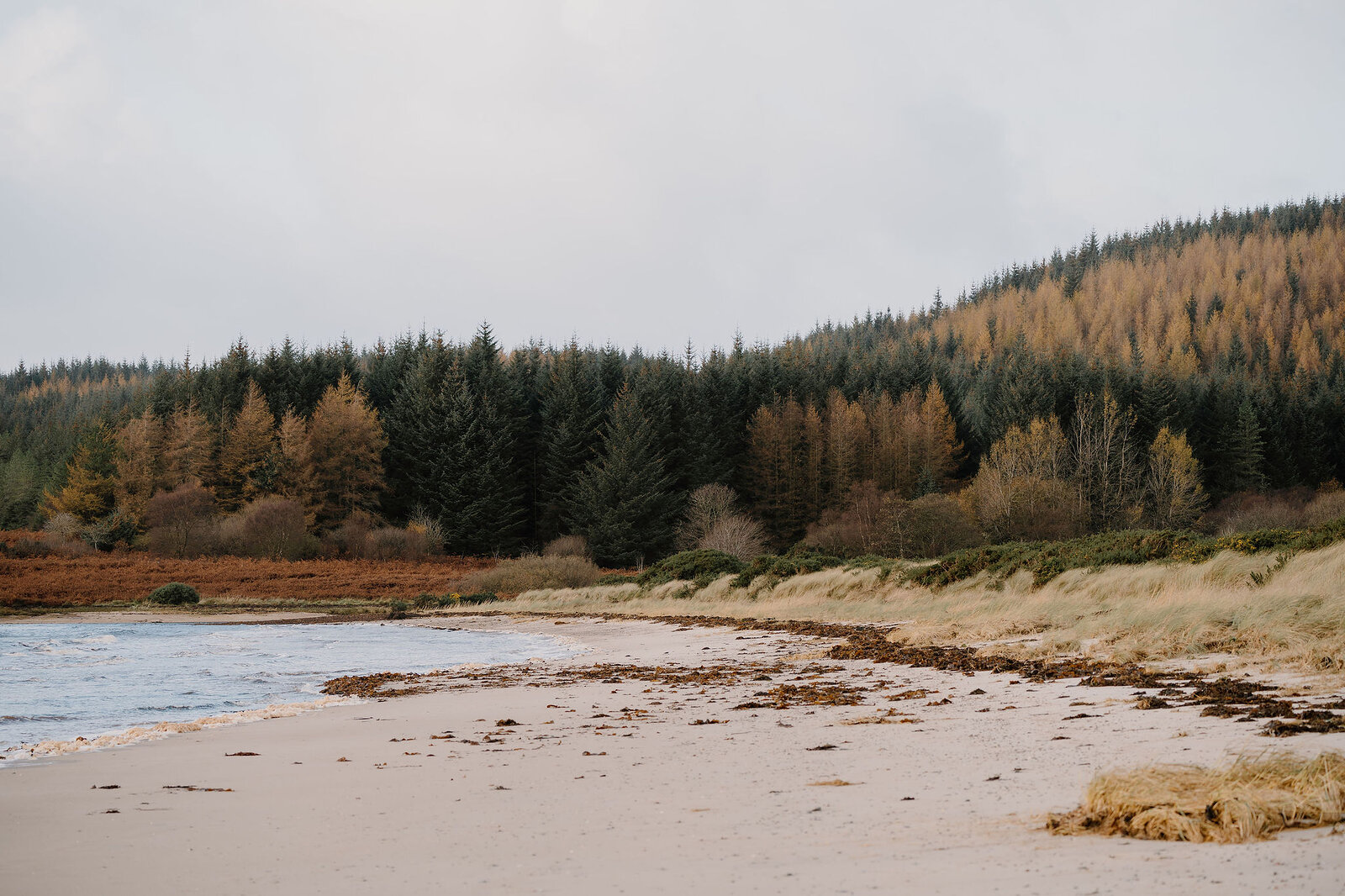 A sandy beach bordered by autumn-coloured conifers, seaweed scattered along the shore