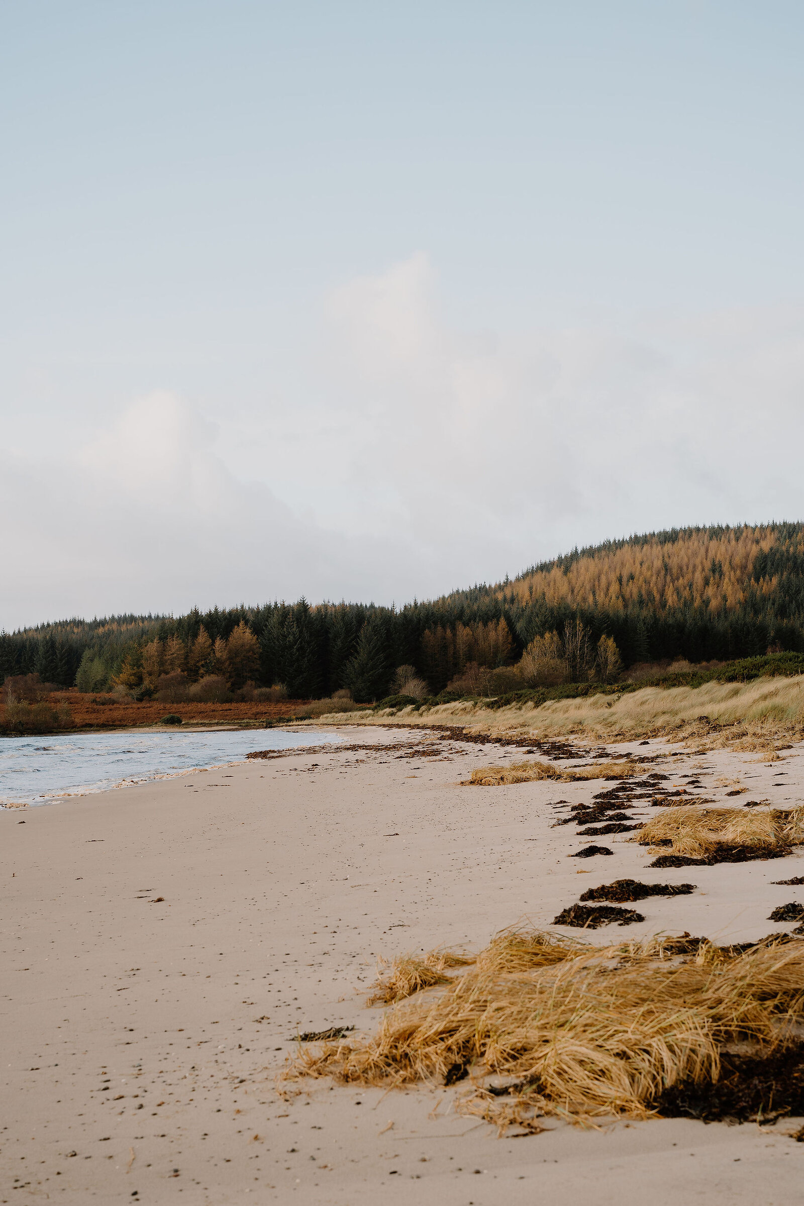 A sandy beach backed by dune grass and pine forest, with the tide out