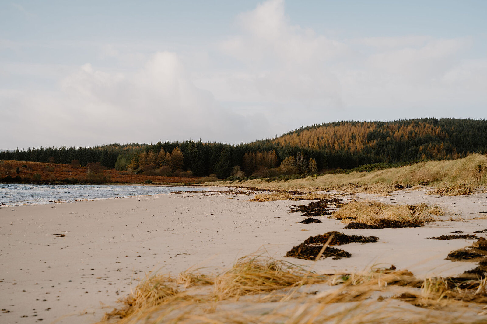 The pale sand of the bay, seaweed and dry grass along the top of the beach, dunes on the right and a hill of spruce and golden larch beyond.