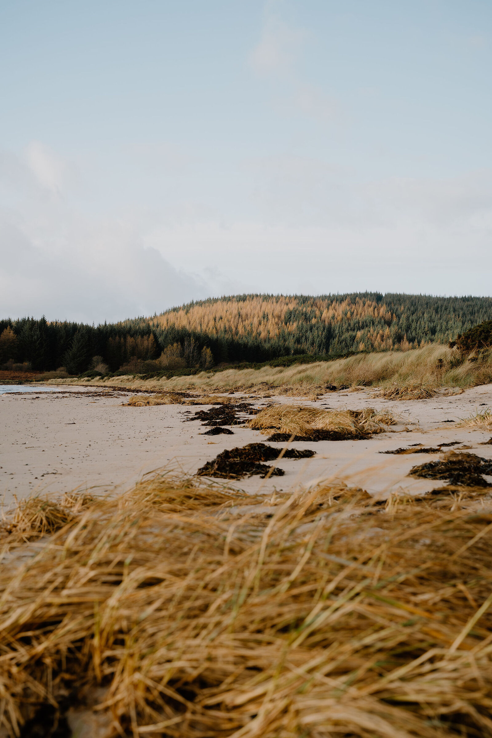 A sandy beach with seaweed washed up at the tideline, backed by a hillside of pine and autumn woodland