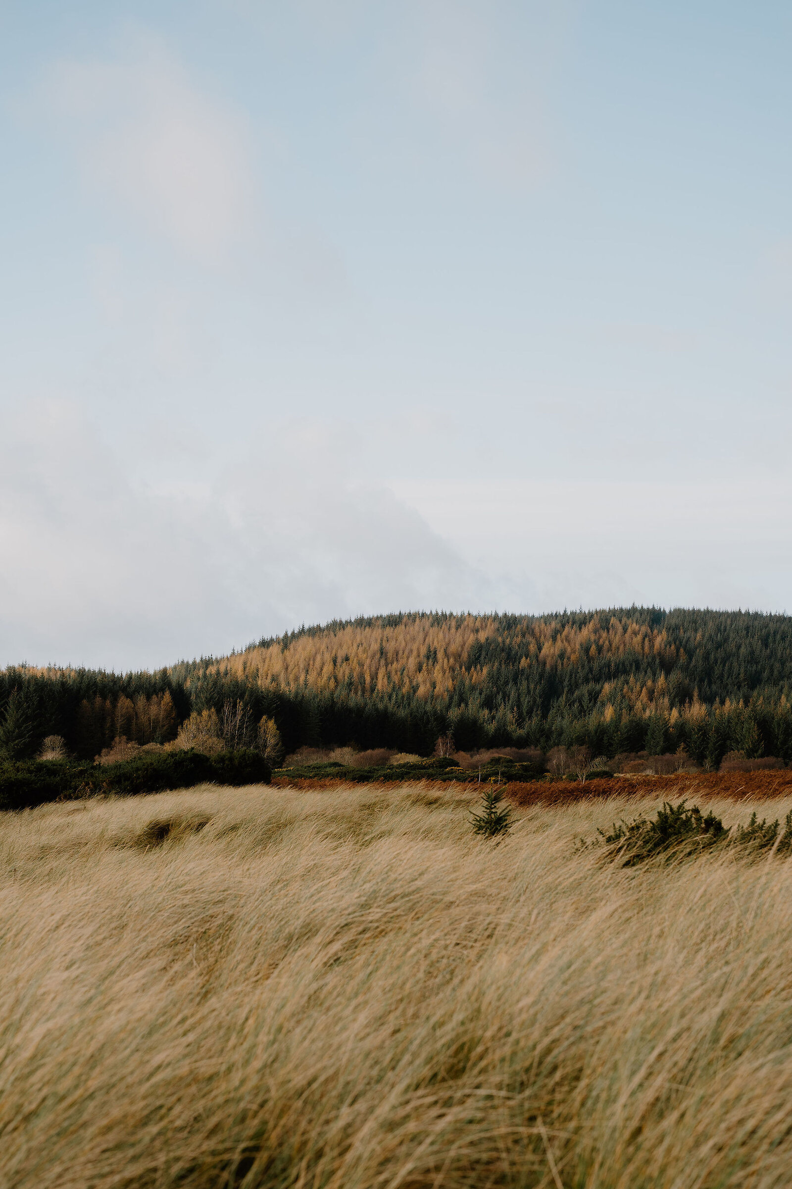 A dune-grass field bordered by a forested hillside with autumn colour