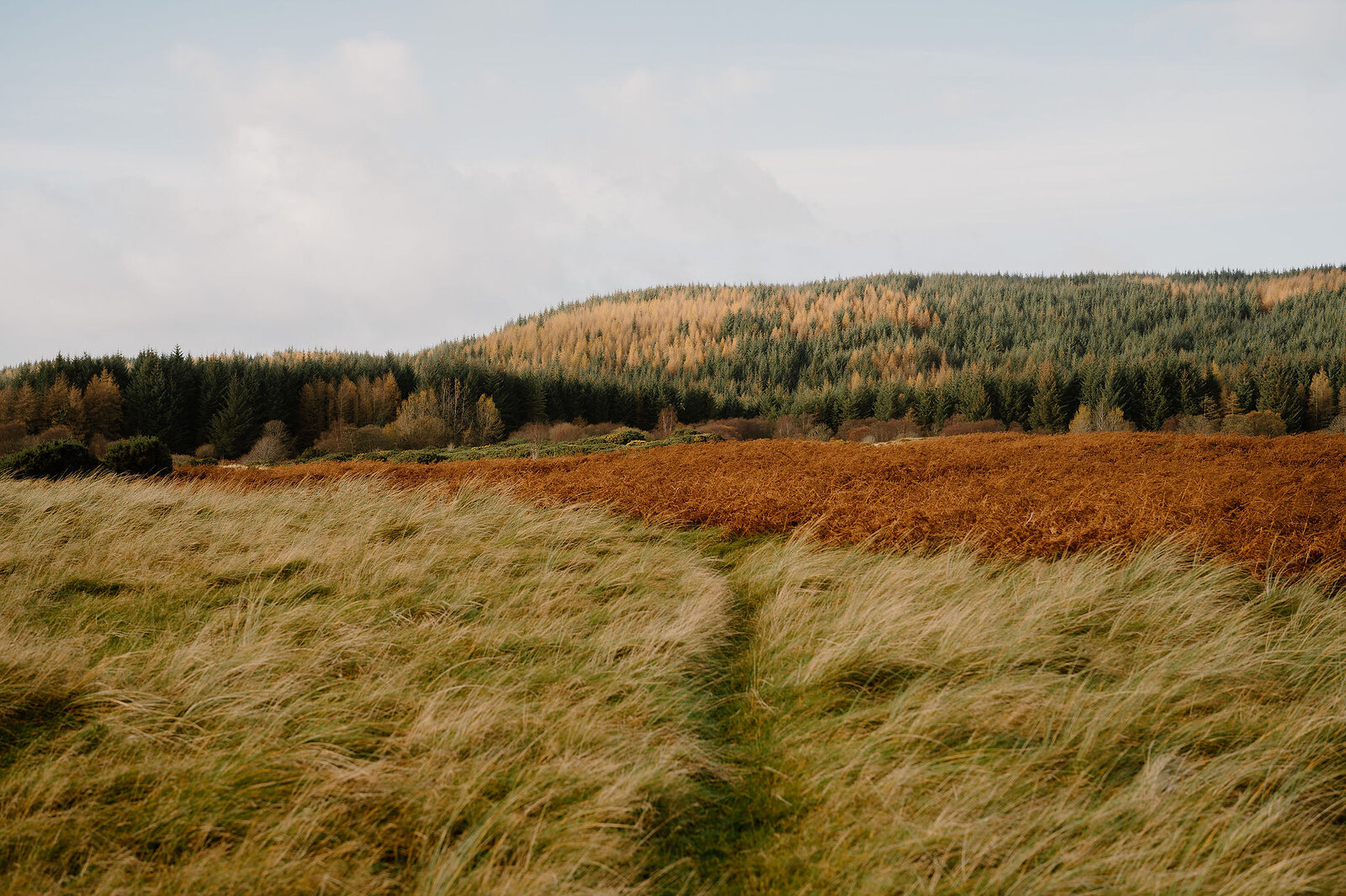 A grassy path through dune grass leading towards a patch of heather and forested hills