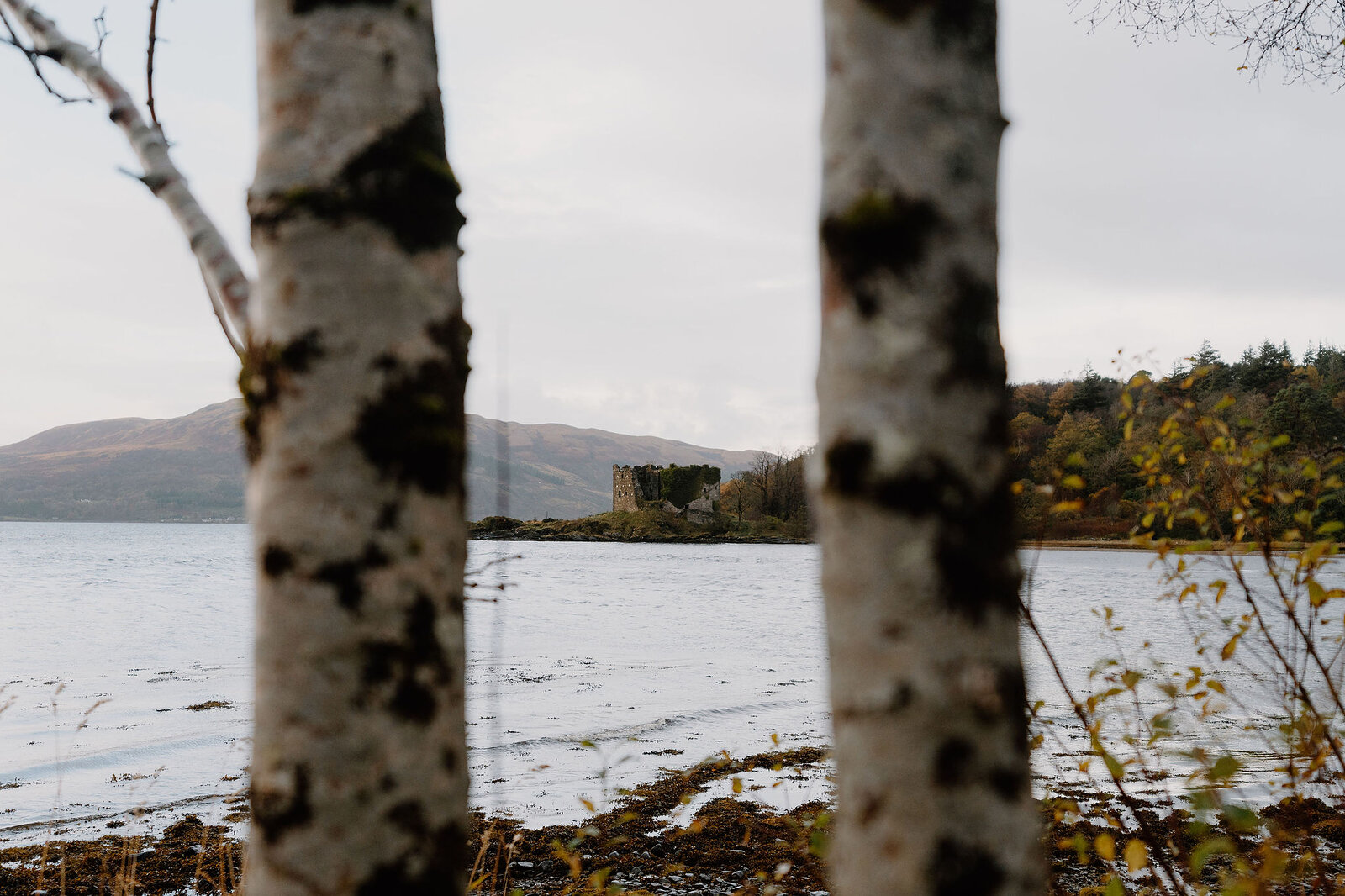 Old Castle Lachlan across the bay, seen between two birch trunks on the shore, a brown hill behind.