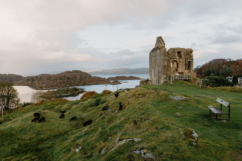 A ruined castle tower on a headland, with goats grazing the grassy slope below and islands out in the loch.