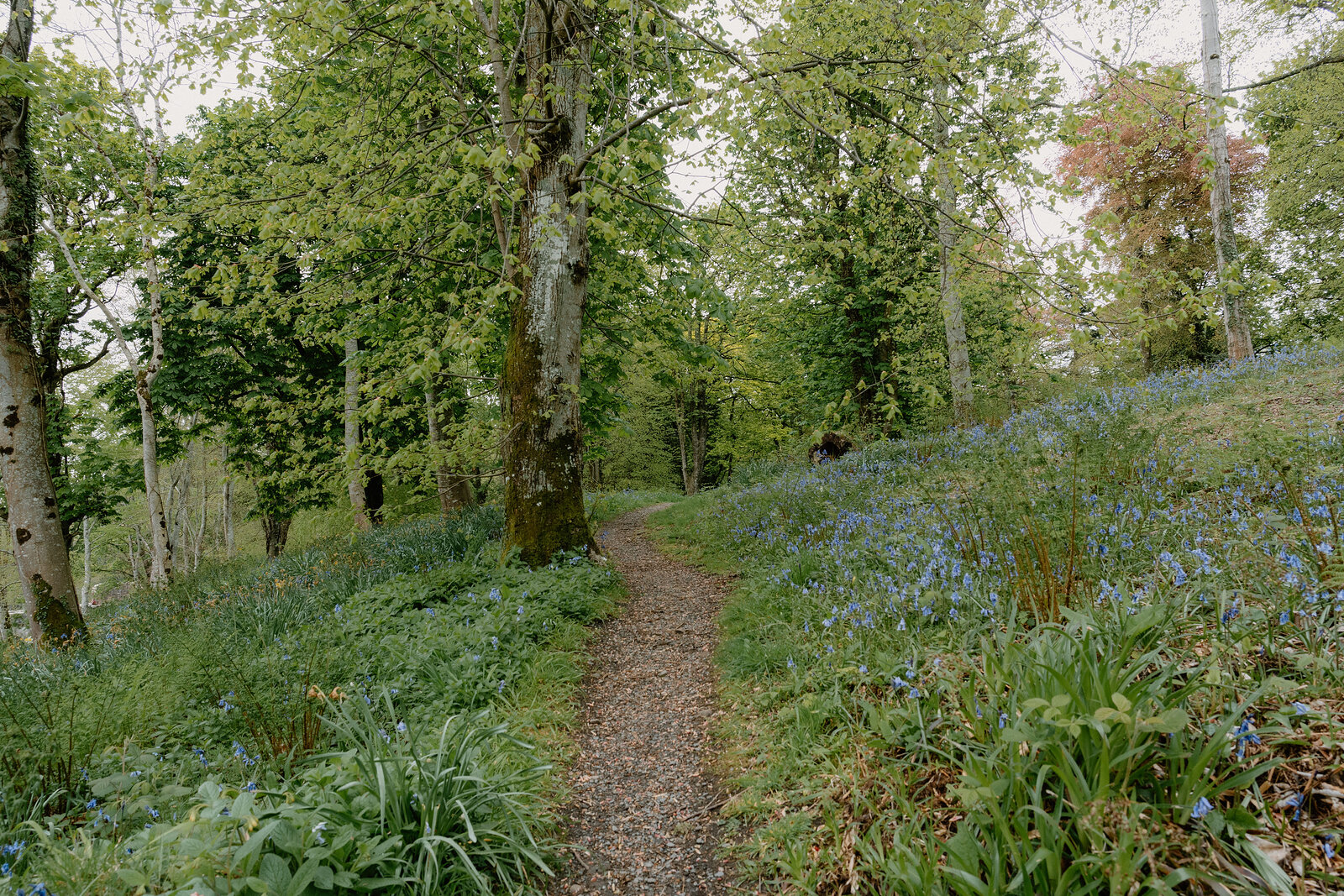 A gravel path winds through woodland carpeted with bluebells, birch and beech trees rising on either side.