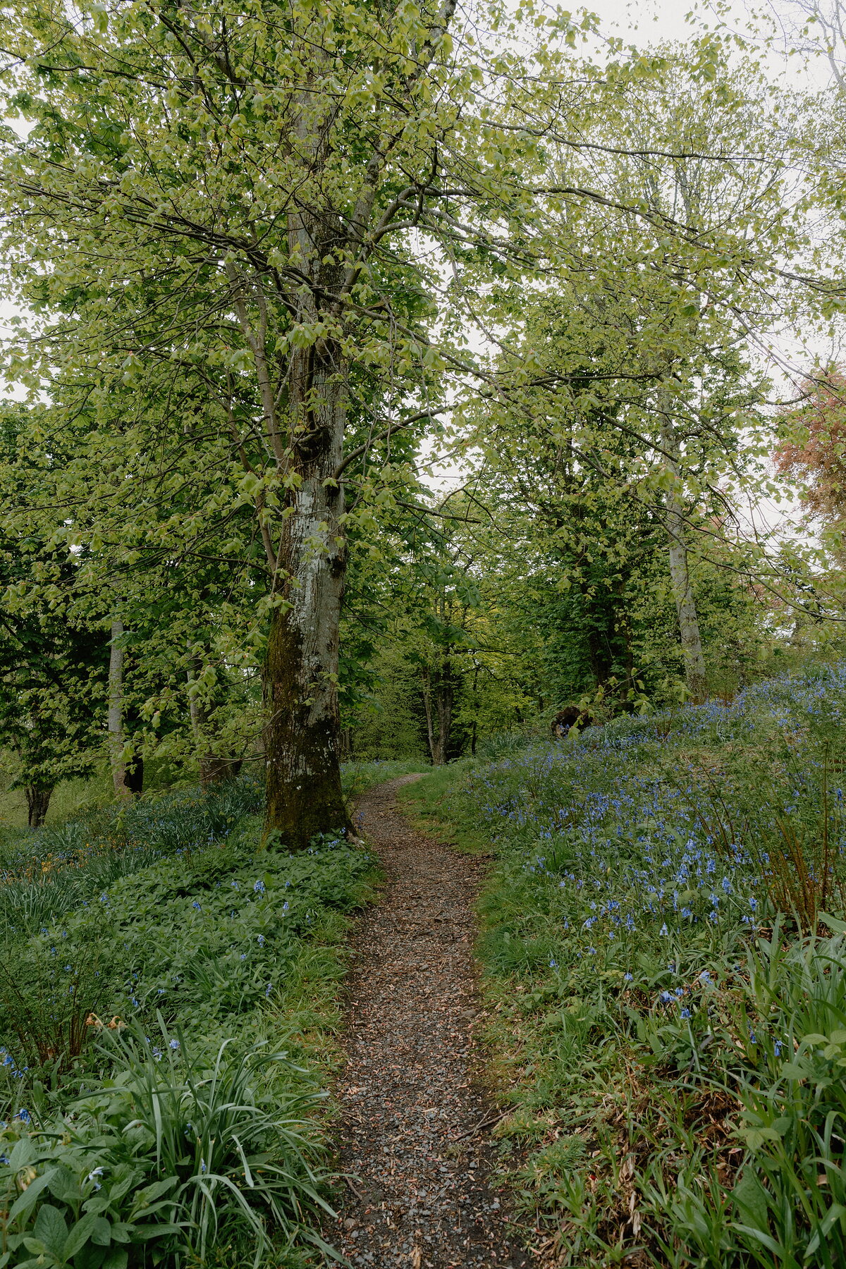 A gravel path winds between tall trees through woodland carpeted with bluebells on both banks.