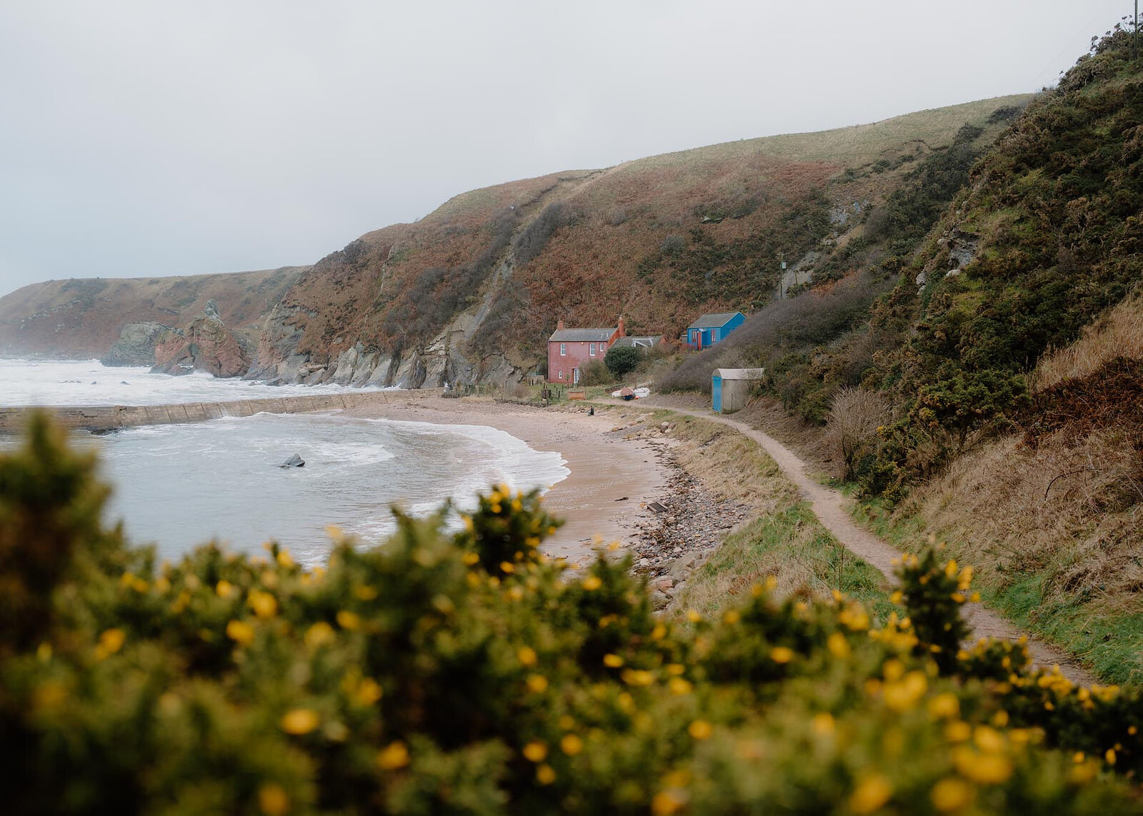 A landscape view past blurred gorse to the whole of Cove: the beach, the harbour wall, the red house and the blue cabins under the cliffs.