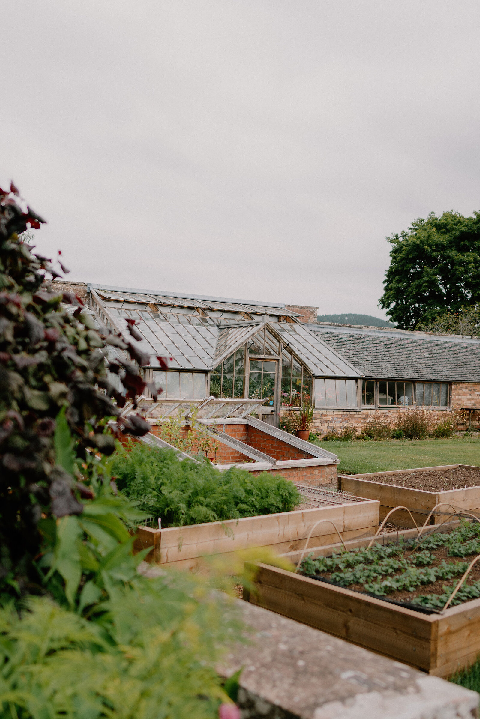 A Victorian glasshouse stands beyond raised vegetable beds in a walled kitchen garden, netting protecting young plants in the foreground.