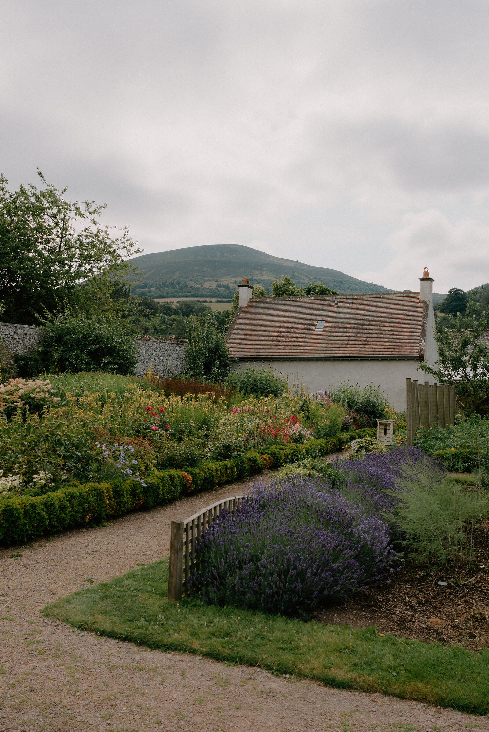 A gravel path lined with lavender and a wooden fence leads towards a white cottage with a slate roof, a hill rising behind and colourful borders filling the garden.