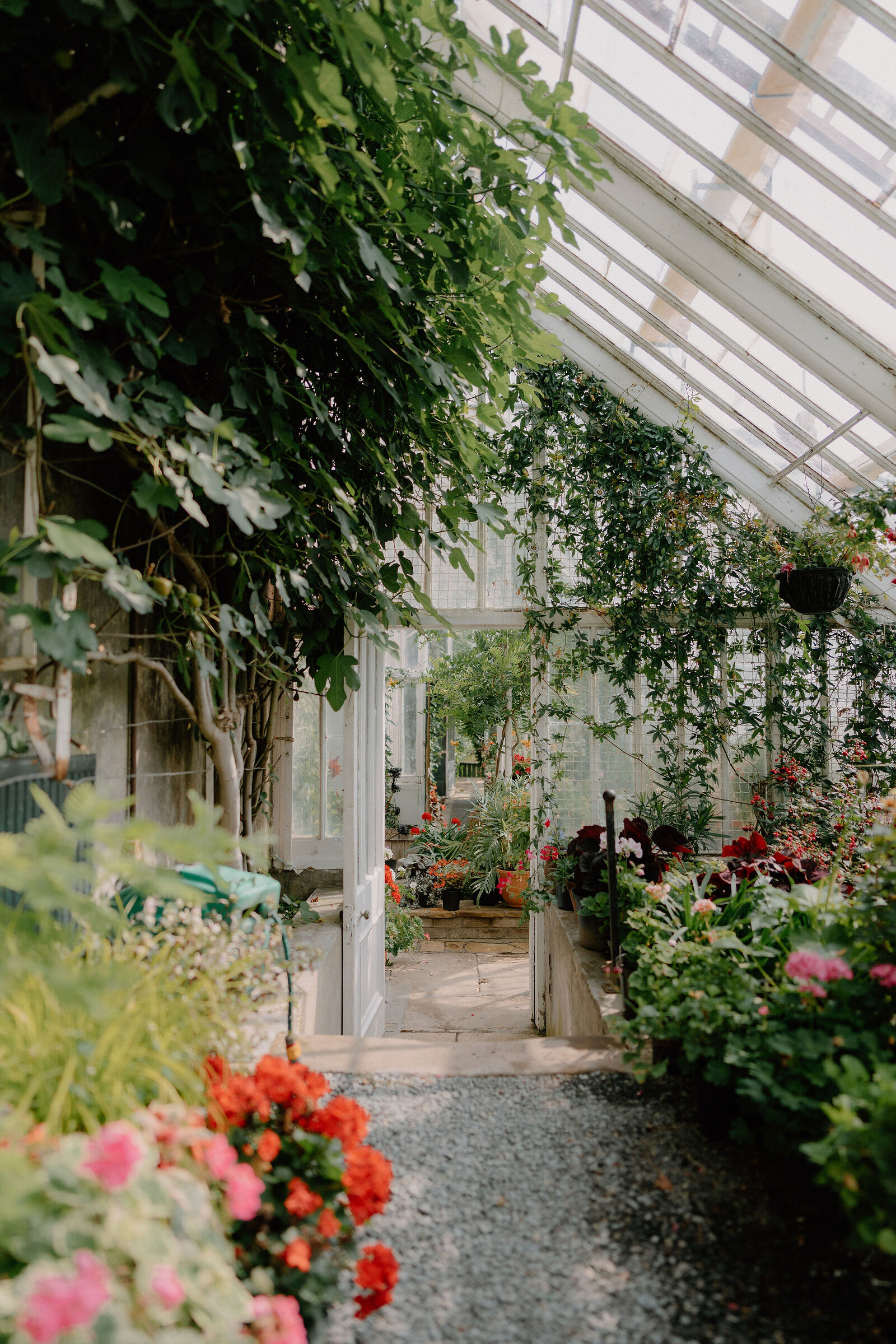A gravel path winds through a Victorian glasshouse thick with climbing vines and flowering plants, hanging baskets crowding the glazed roof above.