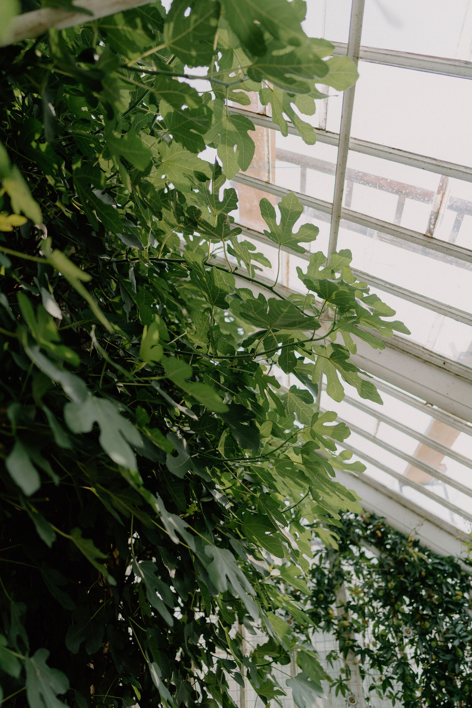 Fig vine leaves climb the glazed wall of a Victorian glasshouse, sunlight filtering through the panes behind.