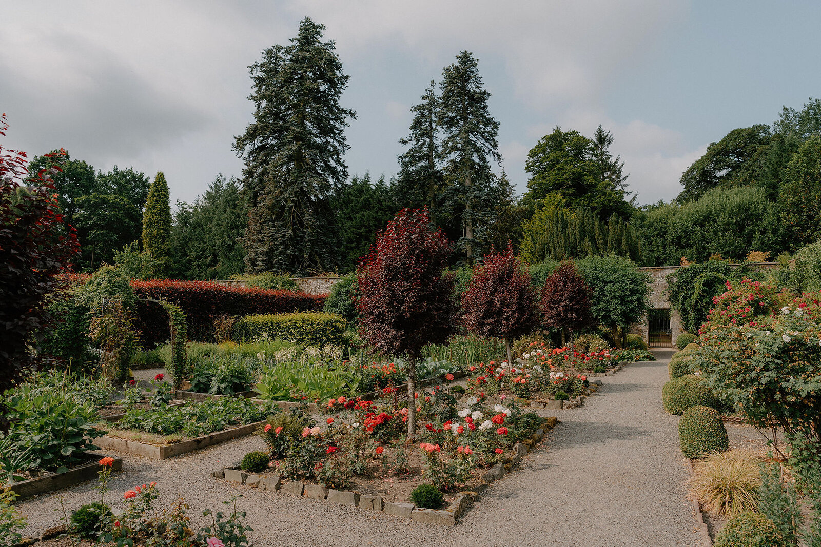 Rows of red and orange roses in a walled garden border a gravel path, clipped conifers and dark-leaved shrubs standing behind them.