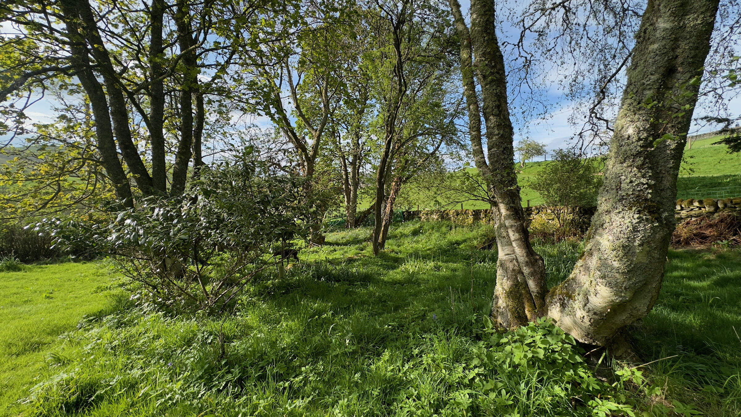 Silver birches and long grass in open woodland, sunlight on the leaves.