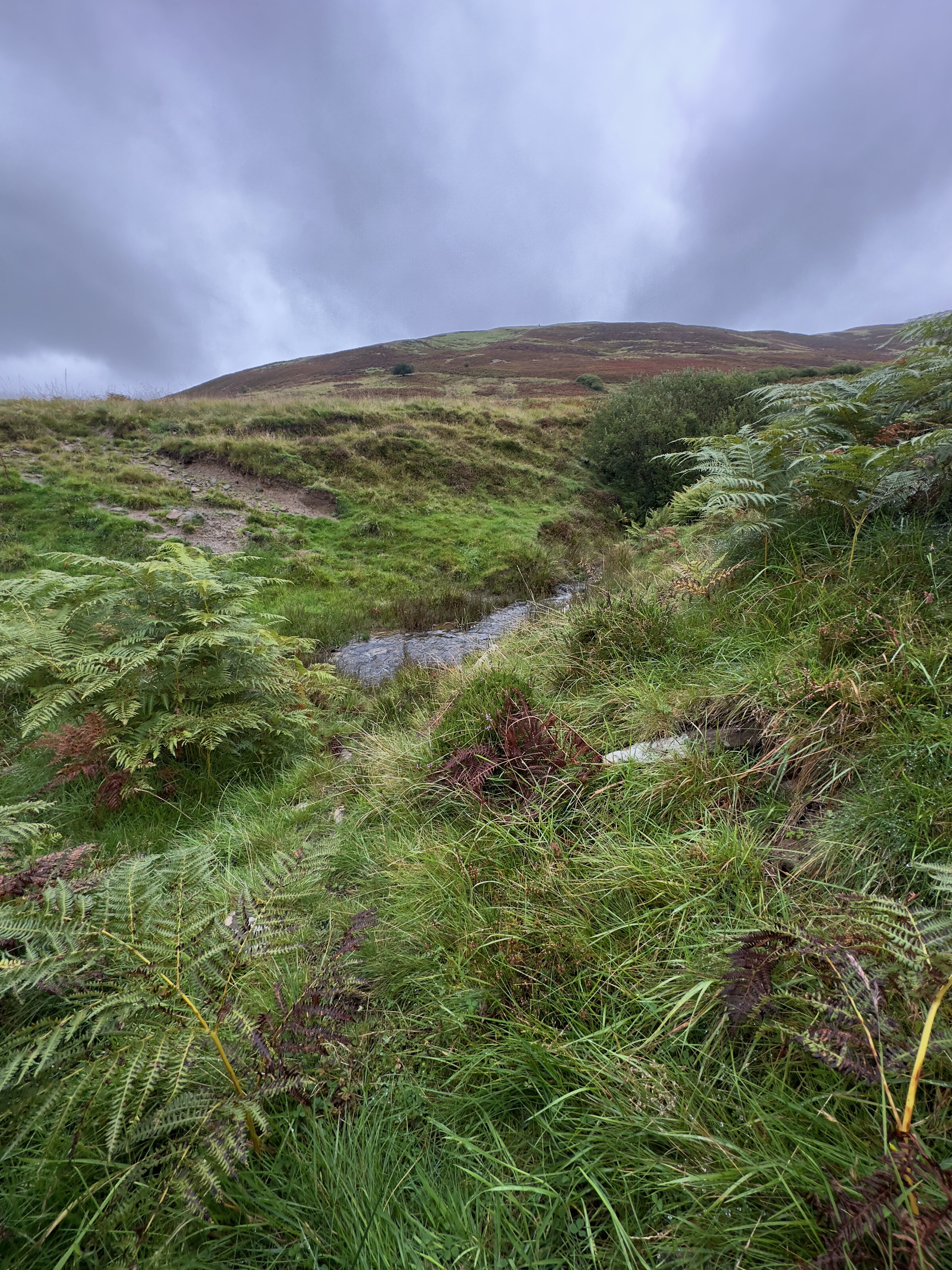 A small burn cutting through bracken and rough grass on the hillside, the heather on the skyline under grey cloud.