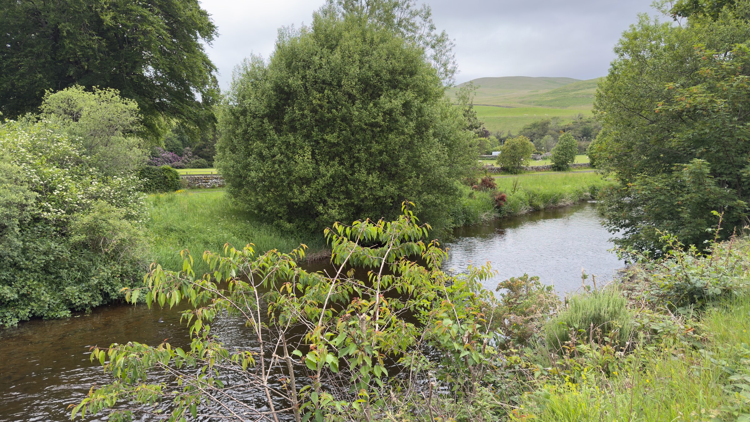 The burn running between willows and trees in the parkland below Ladhope, a green hill beyond.