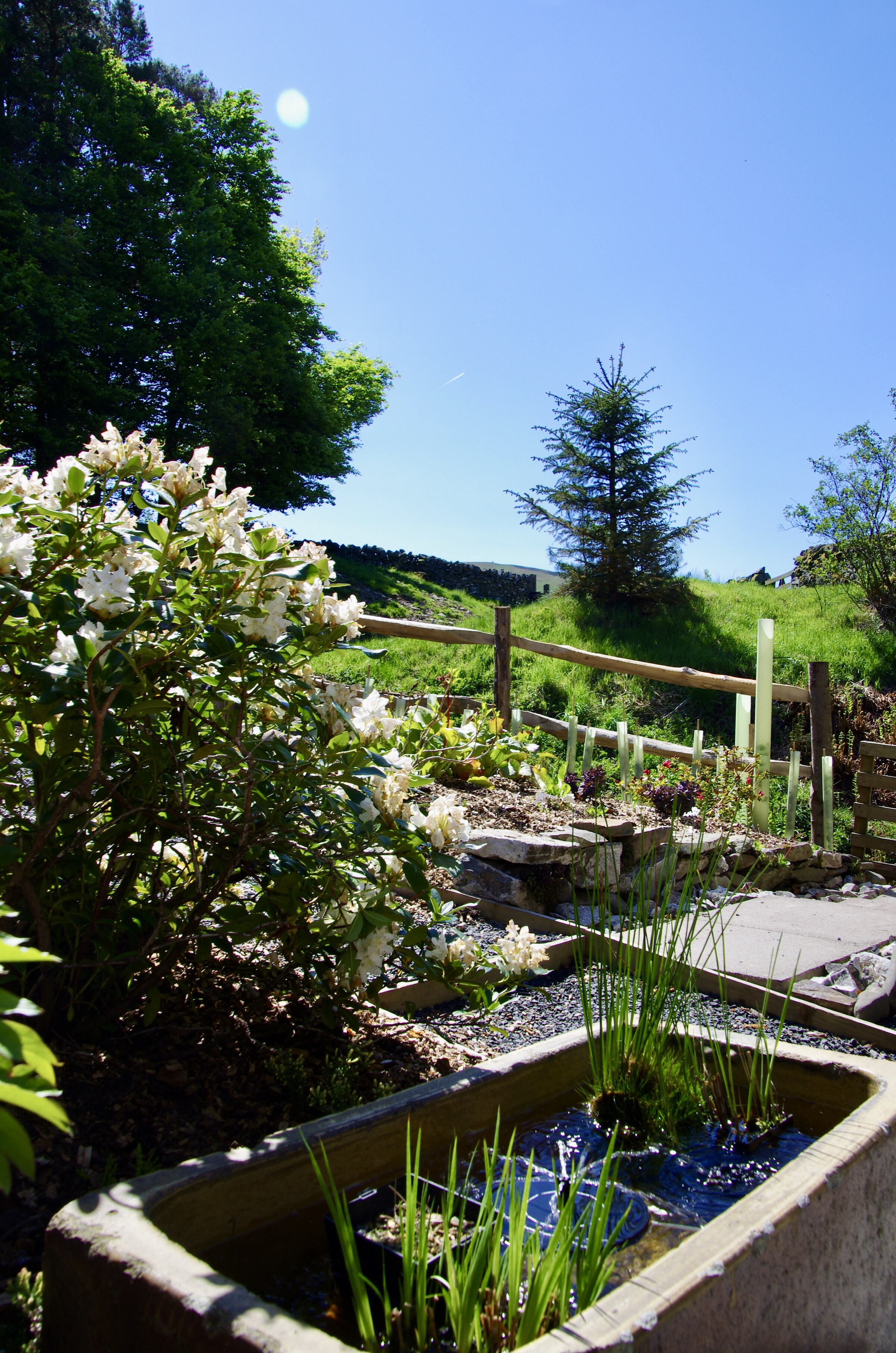 The pocket courtyard garden in sunshine, a stone trough of water plants and a white flowering shrub beside a rustic fence.