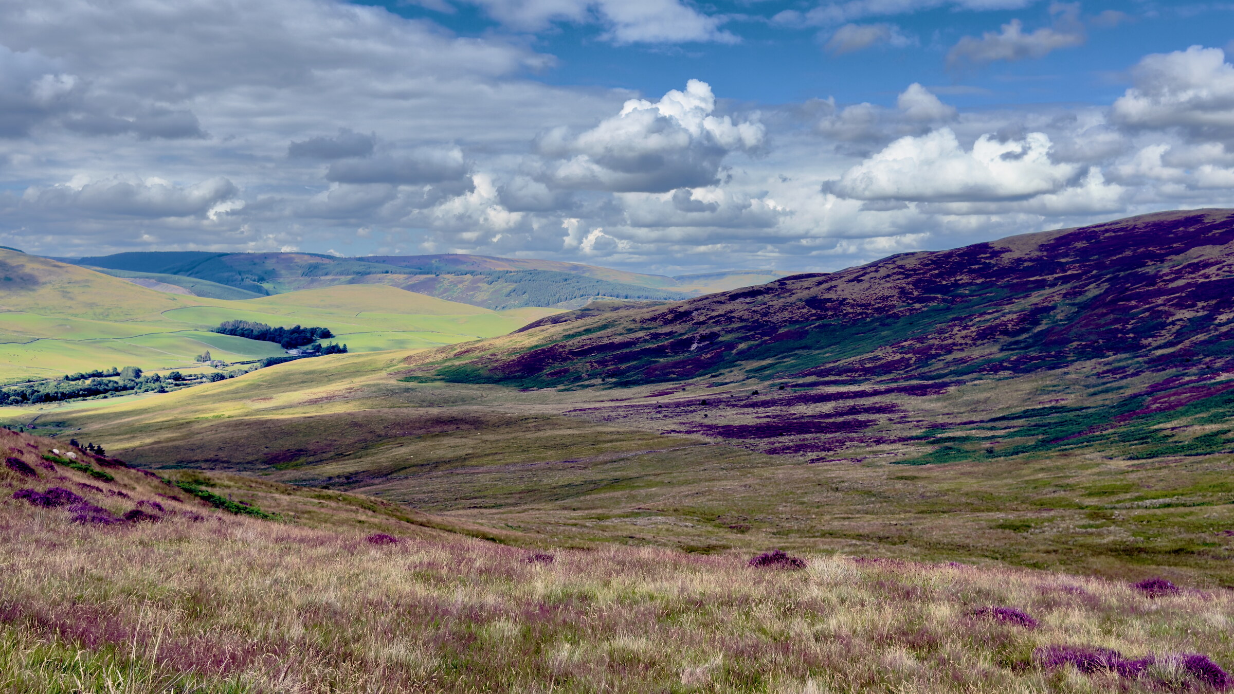 The Yarrow Valley from the Swire, heather in flower on the slopes and the green valley floor and forestry beyond under a cloudy sky.