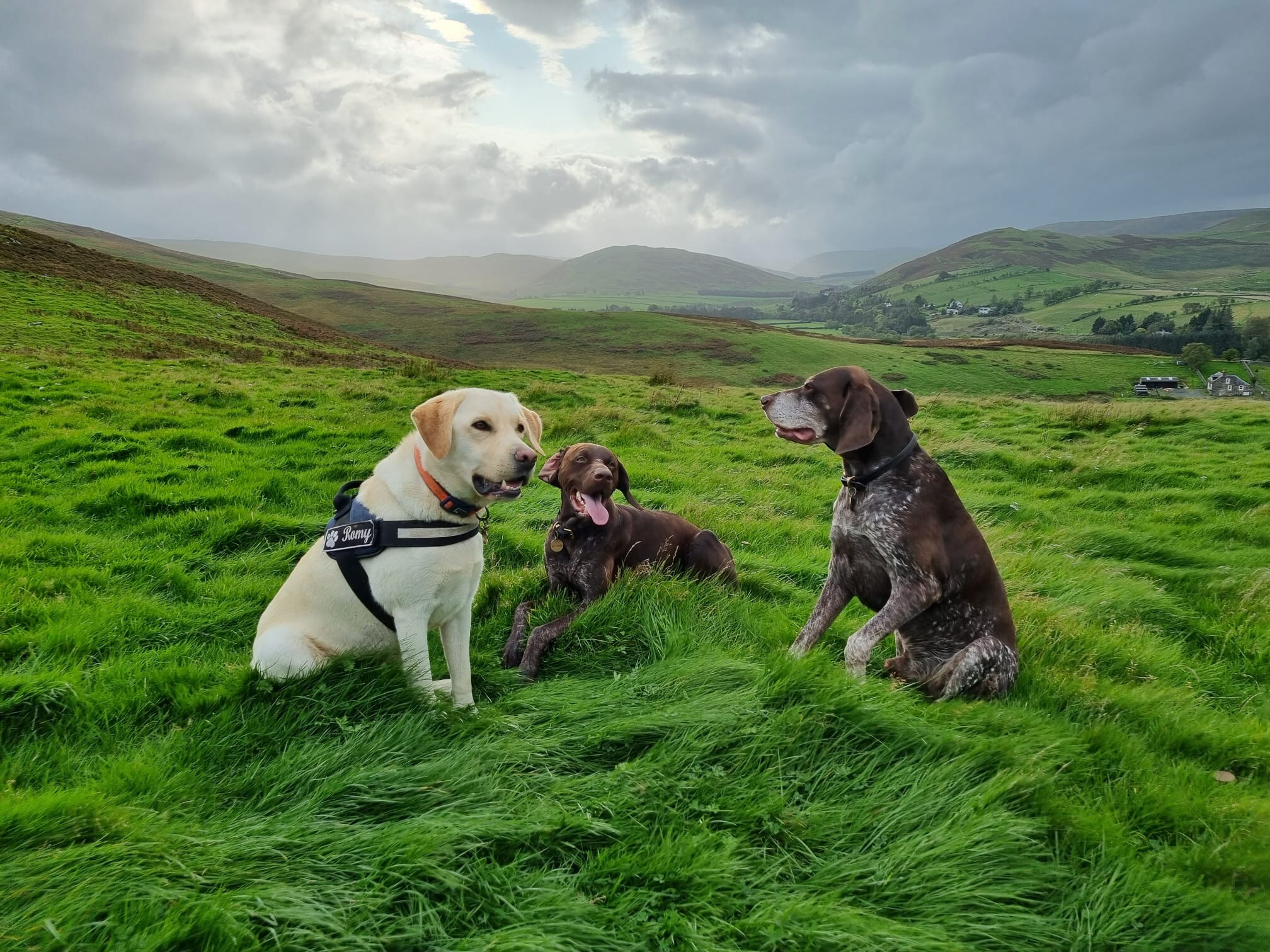 A yellow Labrador and two brown pointers sitting in long grass in the Yarrow Valley, the hills under rain clouds behind.