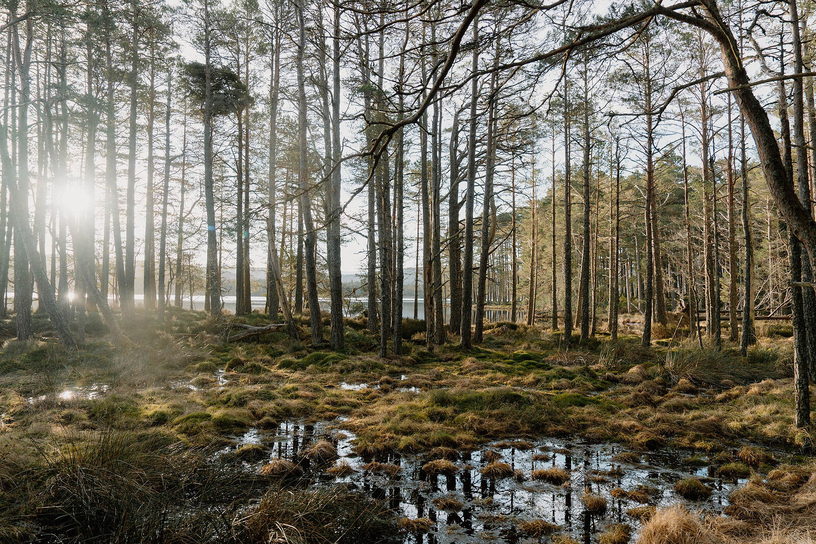 Low sun through open pinewood onto boggy ground and pools, the loch glinting between the trunks.
