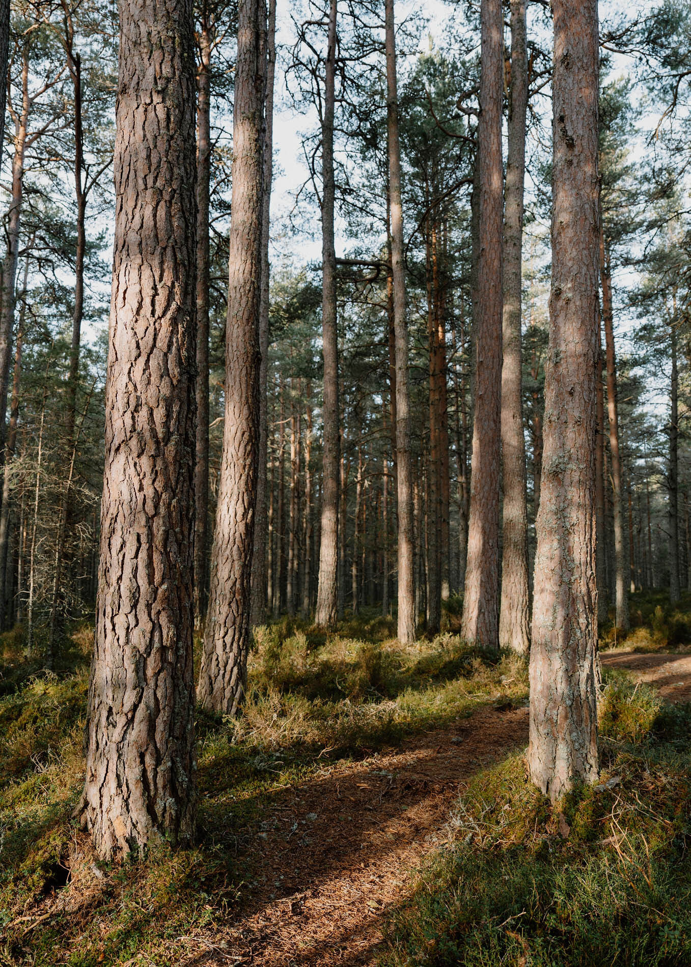 A narrow earth path winding between tall Scots pines through blaeberry and heather.