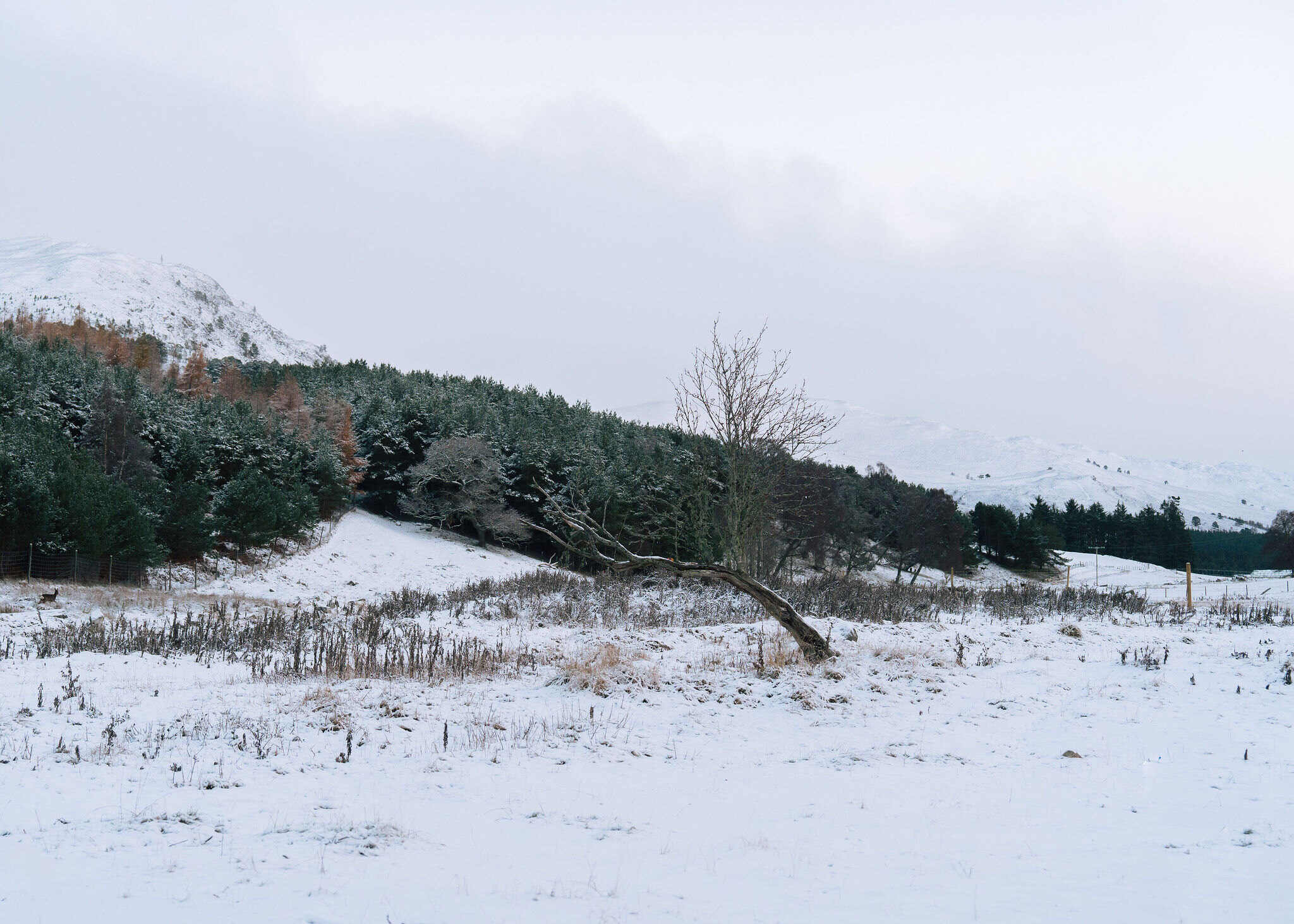 A winter weekend in the Cairngorms