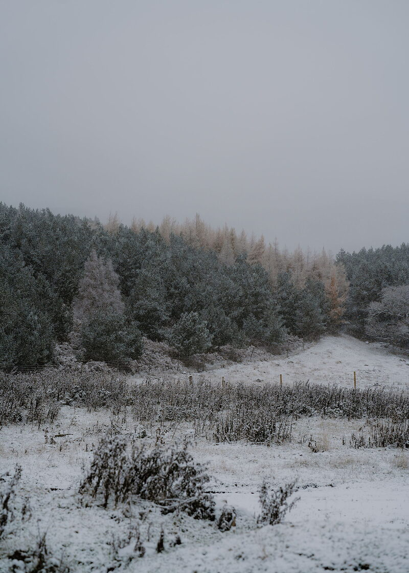 Snow on the moor below a wood of pine and golden larch.