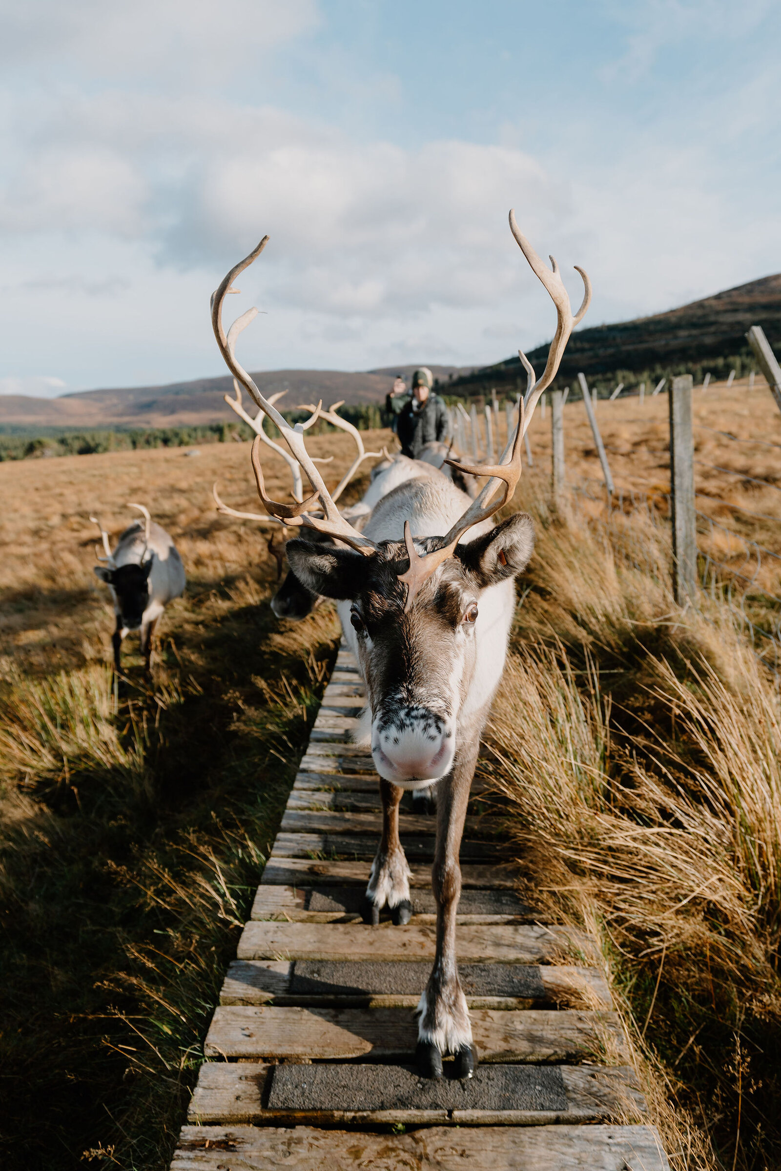 Two reindeer walk along a wooden boardwalk through open moorland, a guide following behind and hills stretching to the horizon.