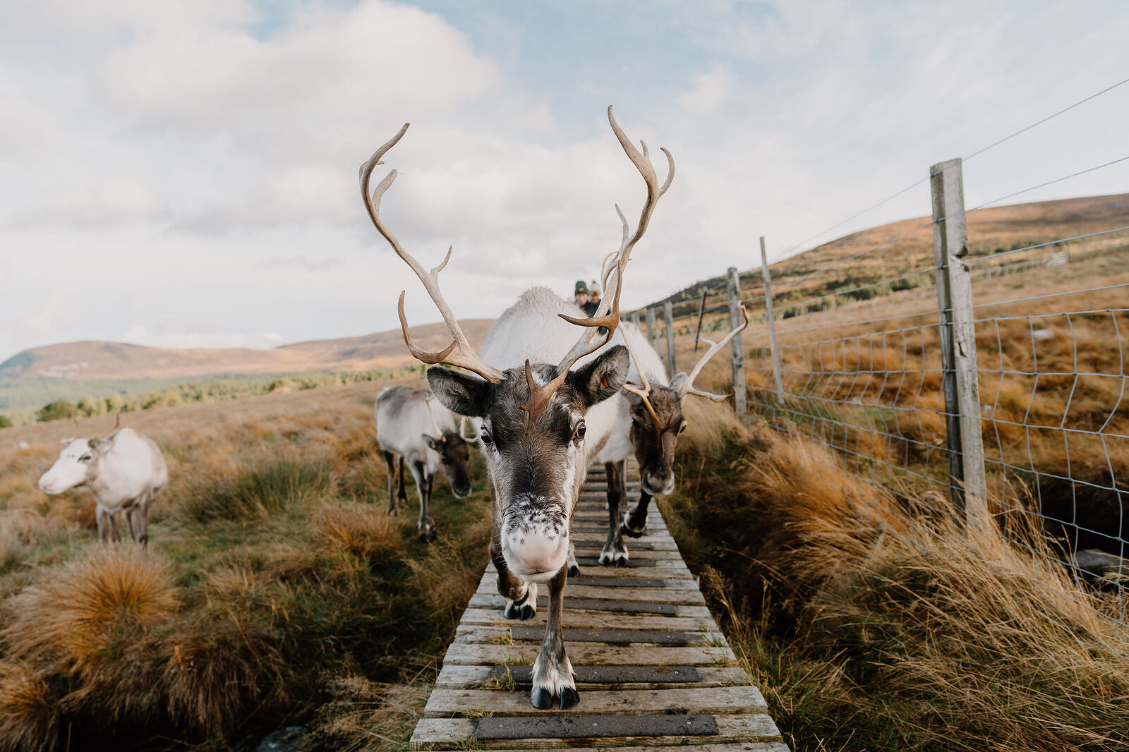 A reindeer with wide antlers walks along a wooden boardwalk towards the camera, more of the herd following behind a wire fence and hills rising beyond.