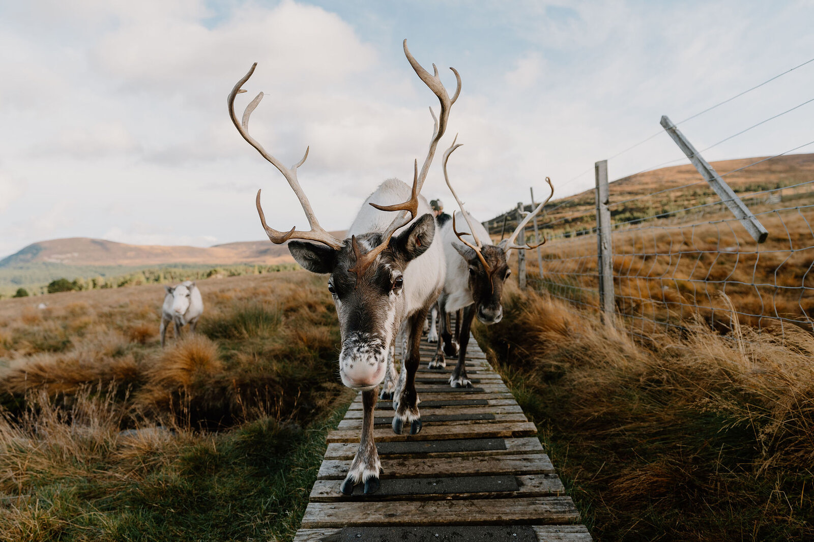 A reindeer with wide antlers leads its herd along a wooden boardwalk, hills rising in the distance beyond a wire fence.