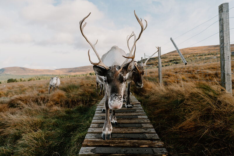 Reindeer, a mountain play park and the beach at Loch Morlich